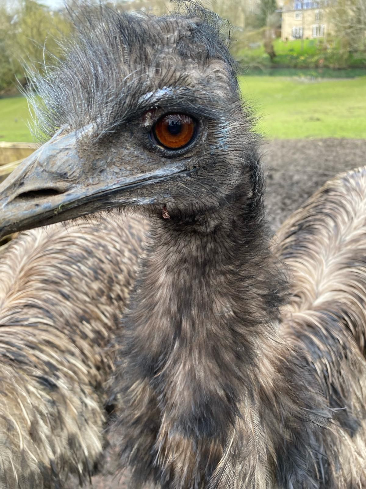 Irwin the emu