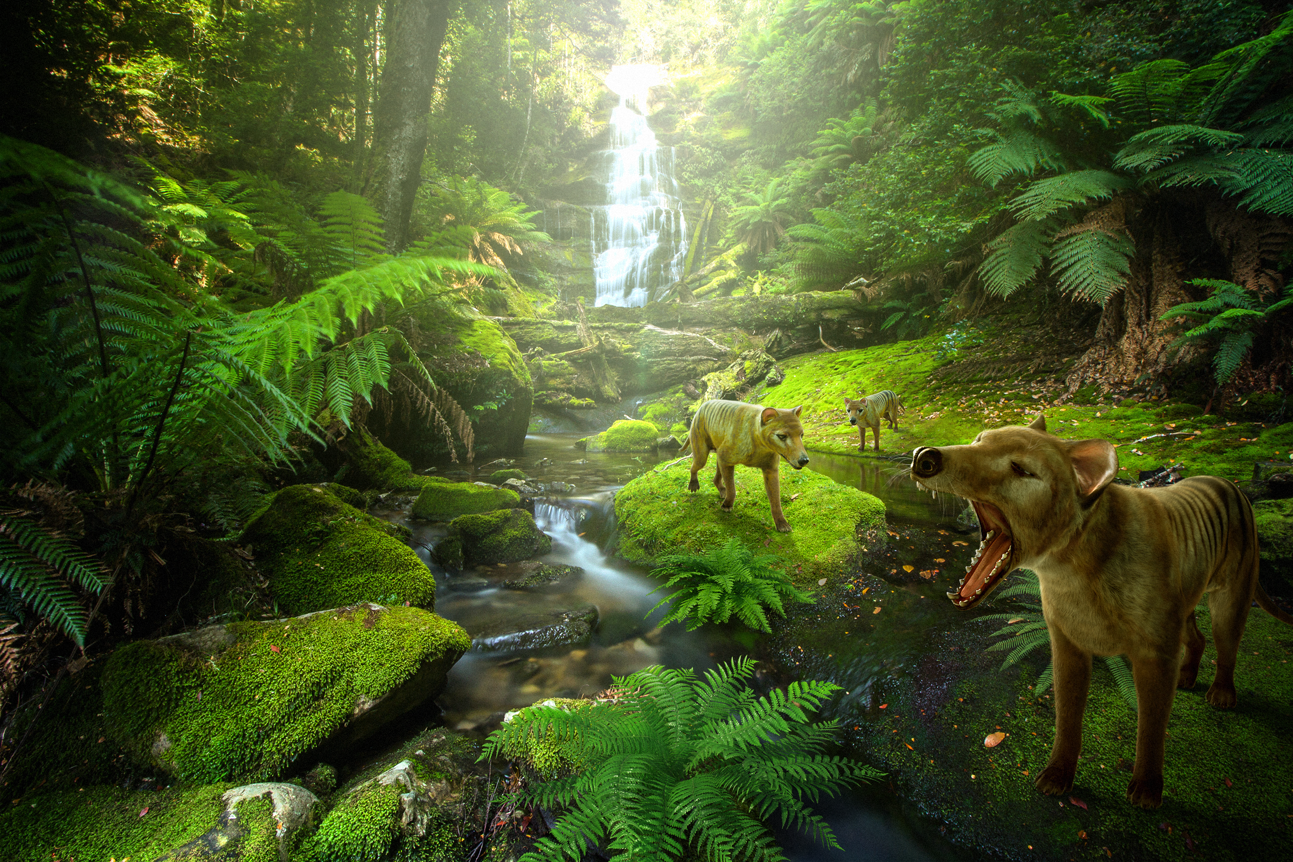 An artist's impression of the thylacine