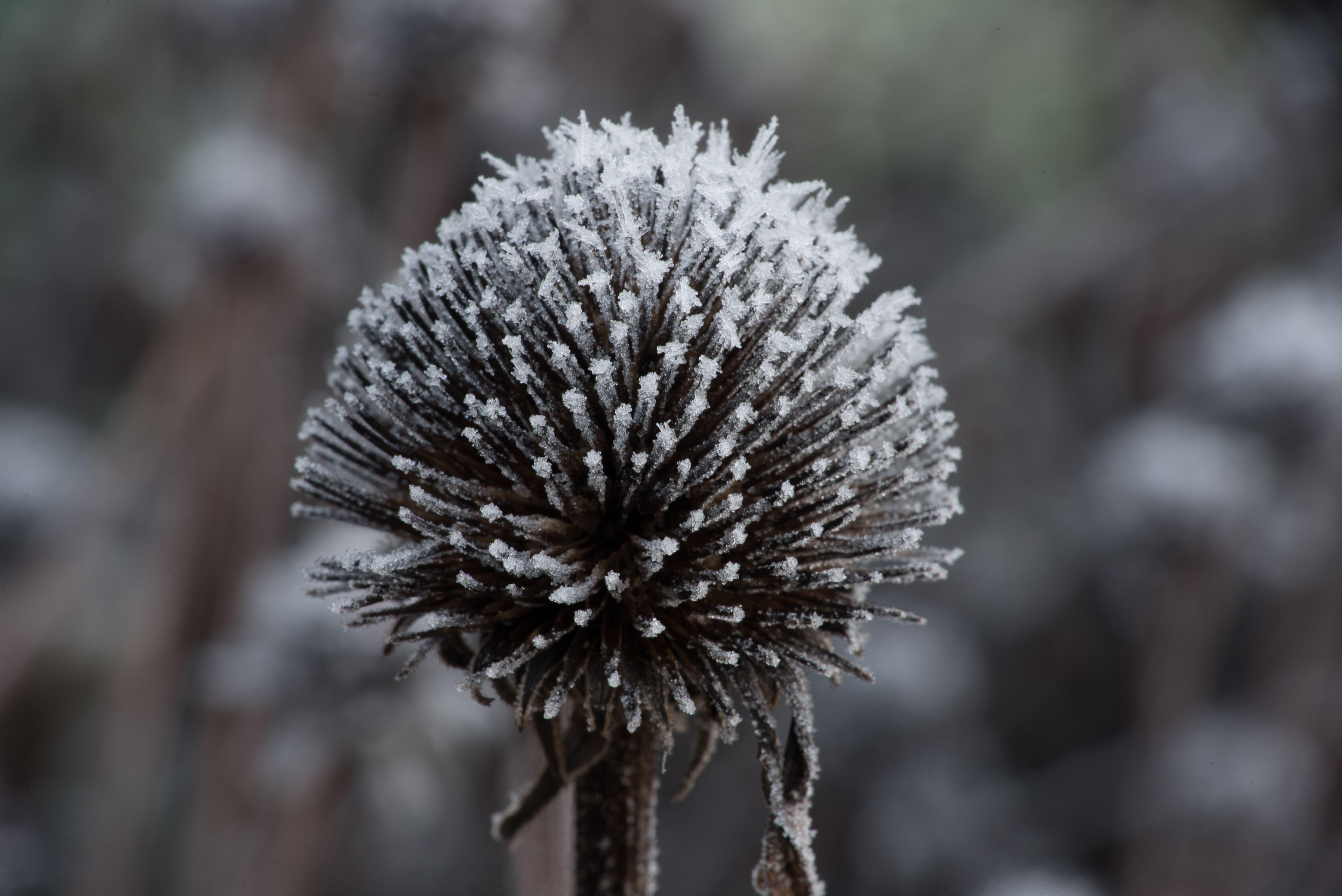 Frosted remains of echinacea bloom in late autumn (Alamy/PA)