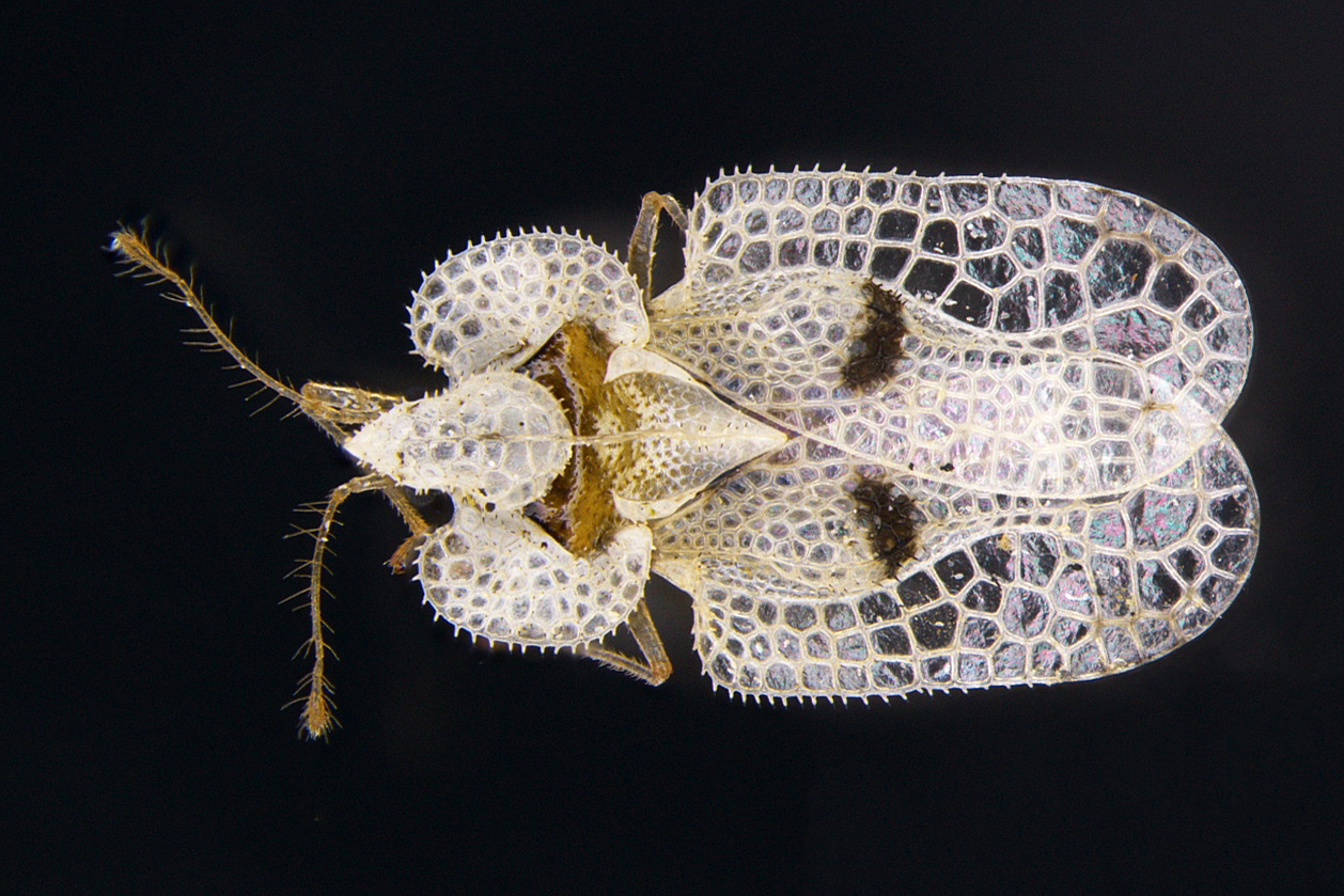 The plane lace bug (C Malumphy, Fera/PA)