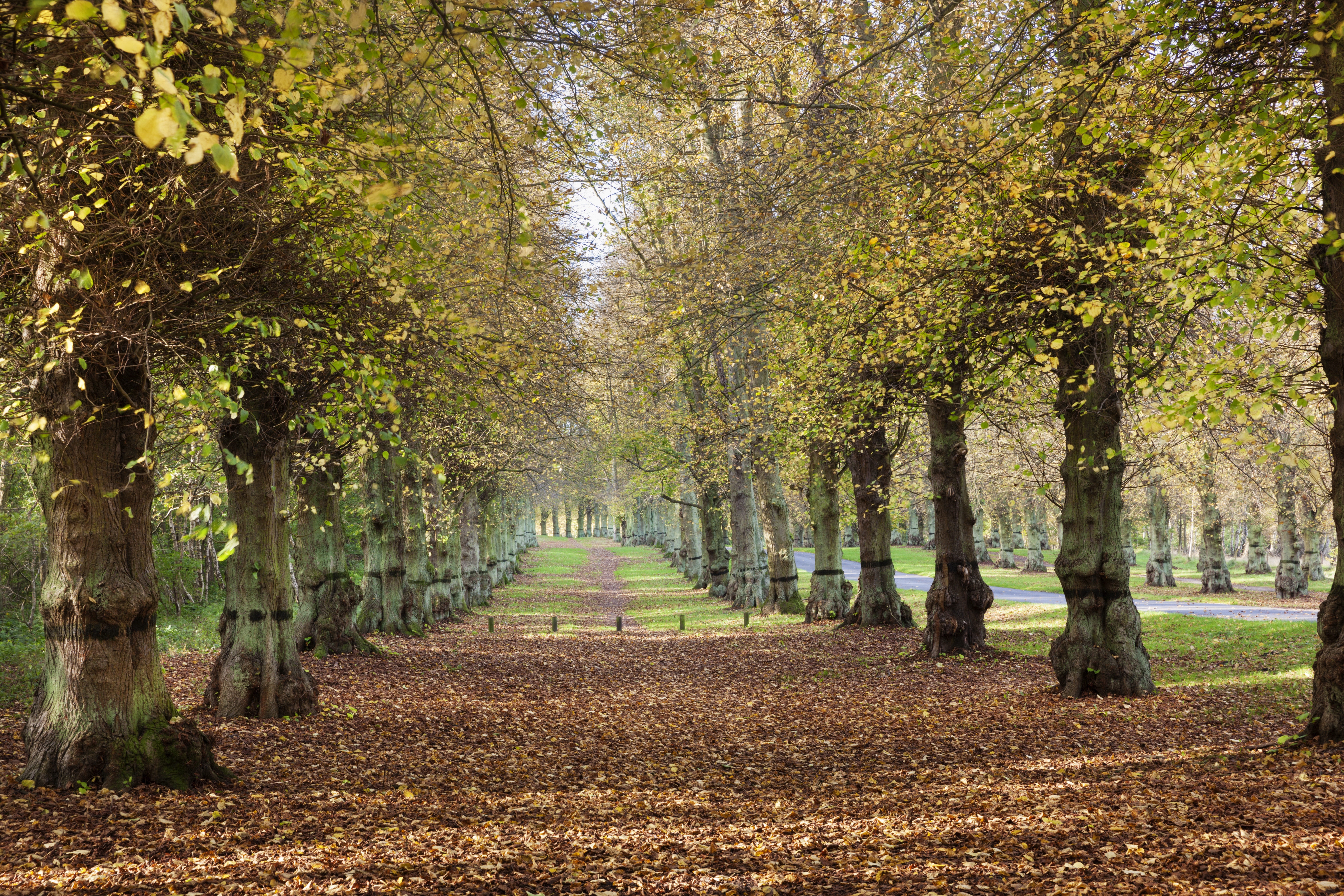 Rows of lime trees