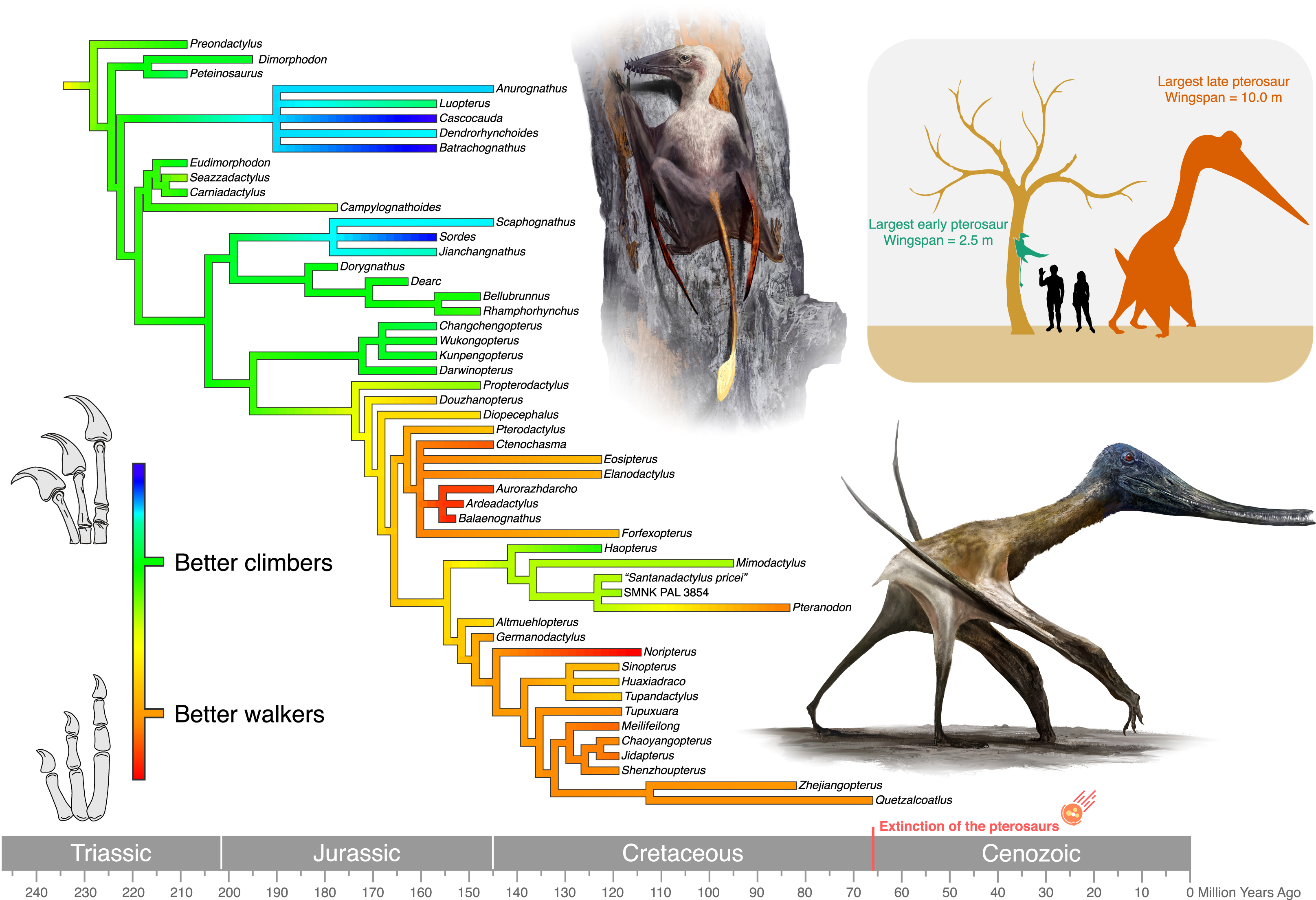 An evolutionary tree illustrating the transformation of pterosaur hands