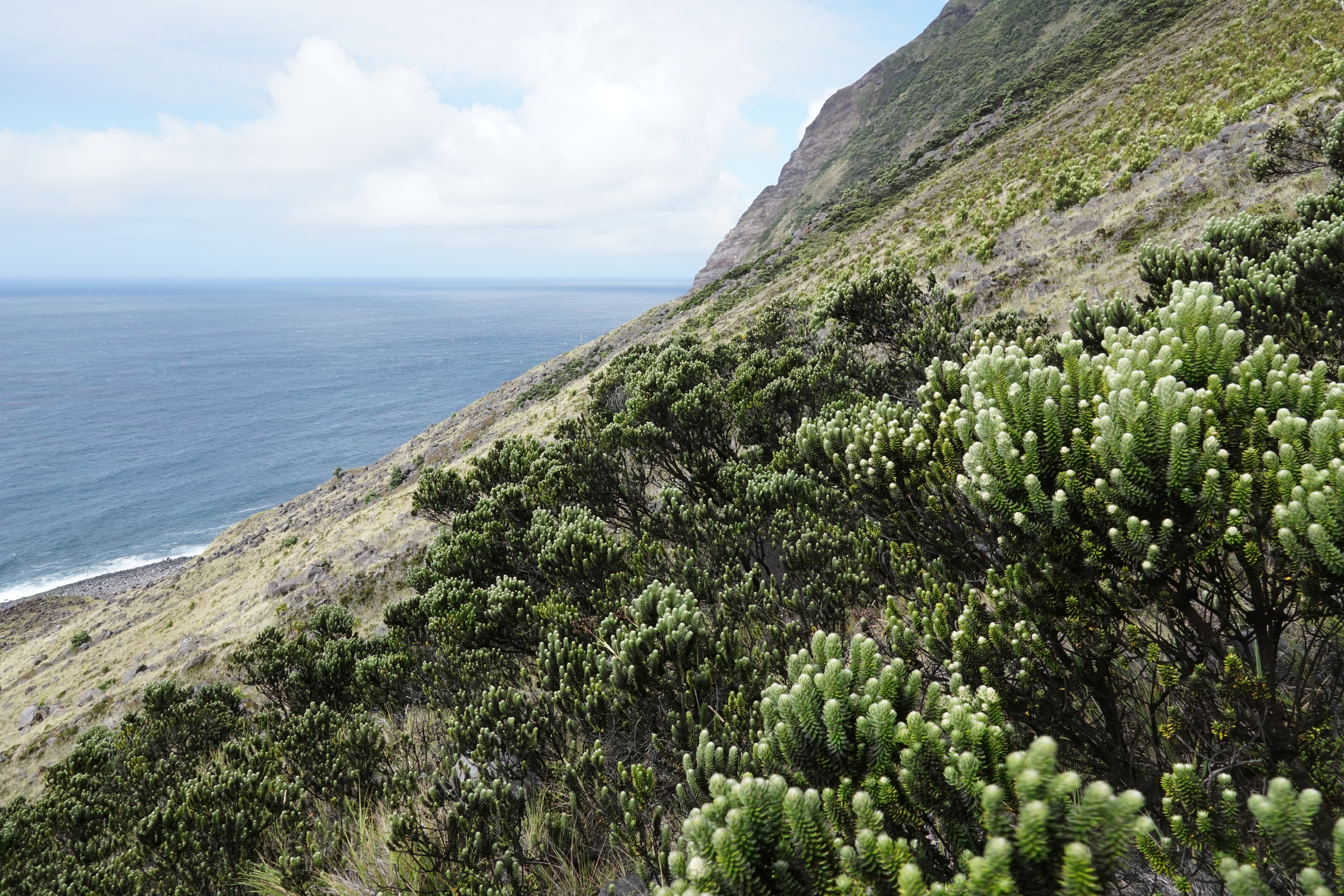 A hillside with Phylica arborea exhibiting sooty mould