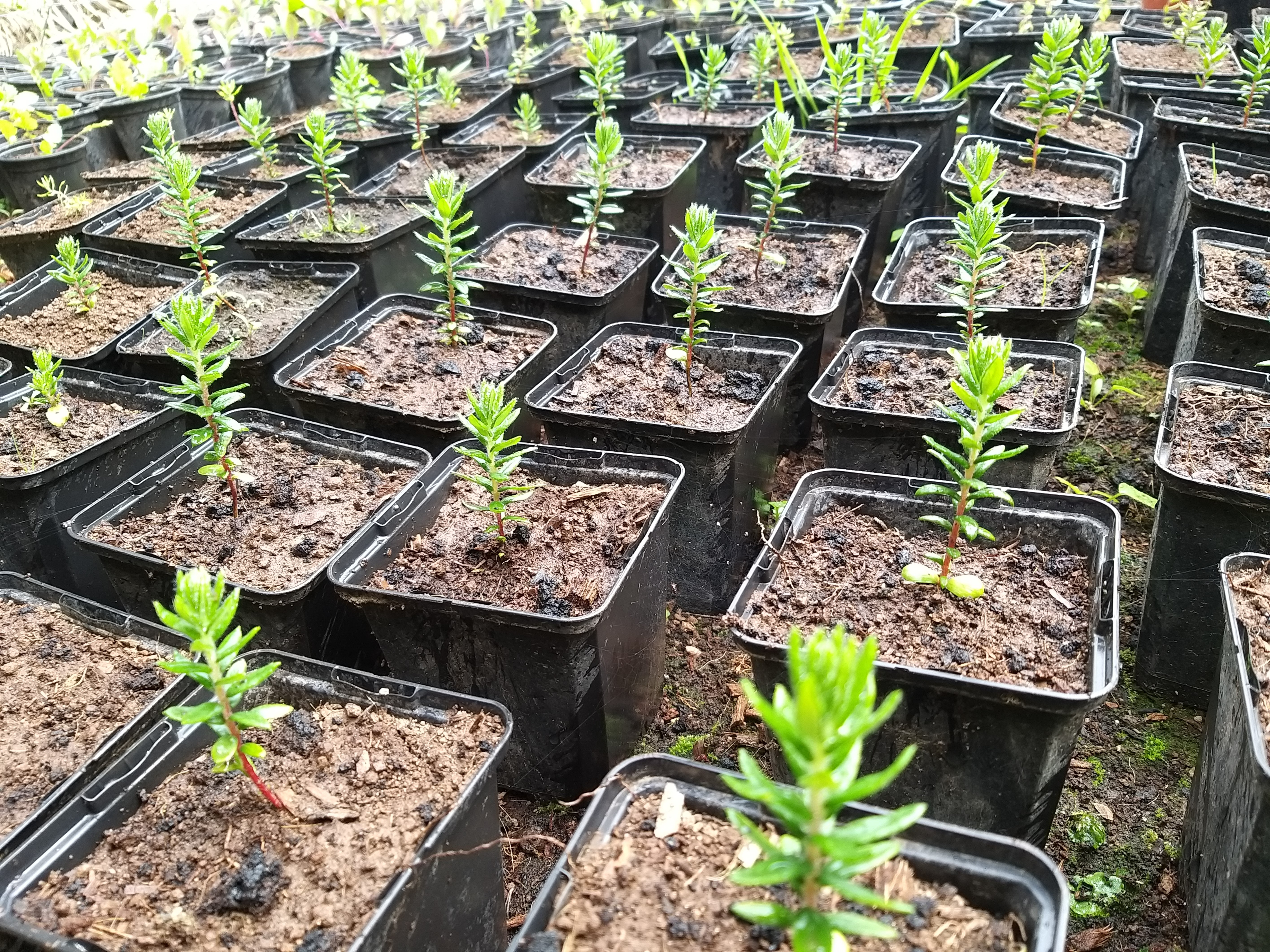 Phylica seedlings in individual pots at Tristan's Phylica nursery (Kelly Swain/PA)