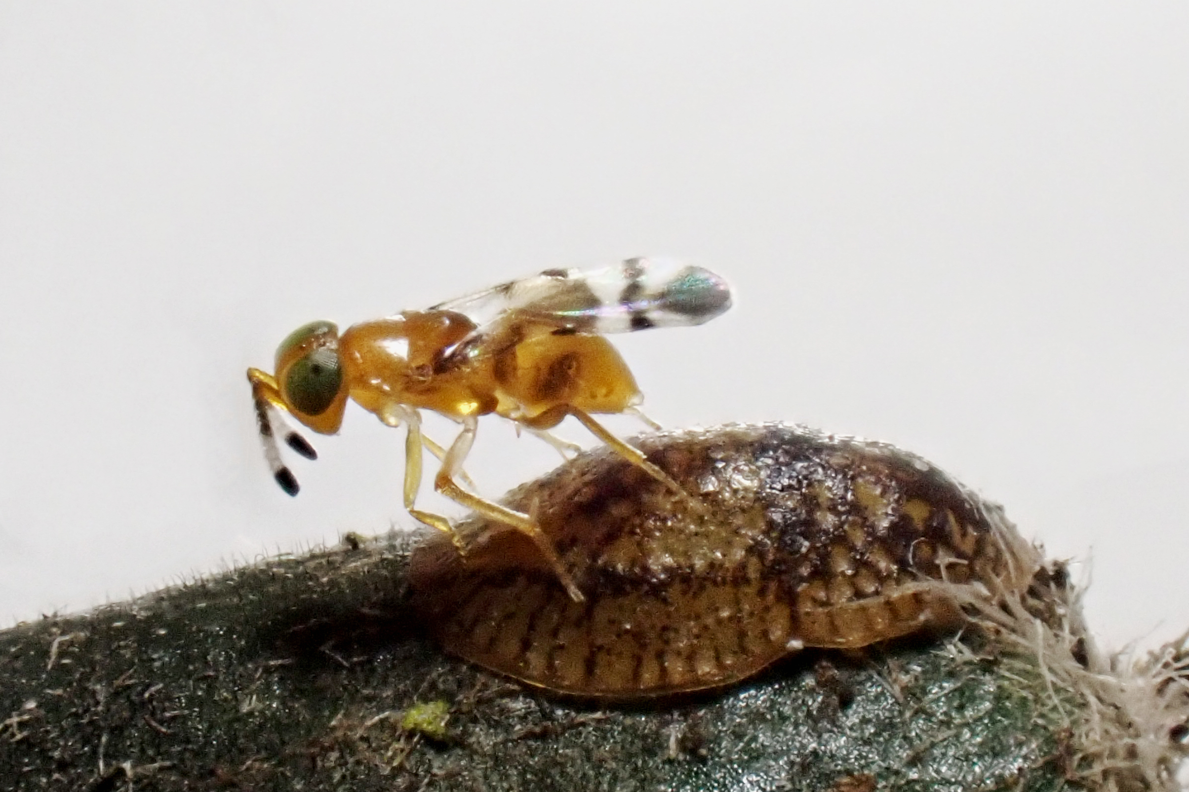 The wasp (Microterys nietneri) laying its eggs on the scale insect (Coccus hesperidum) (Chris Malumphy/PA)