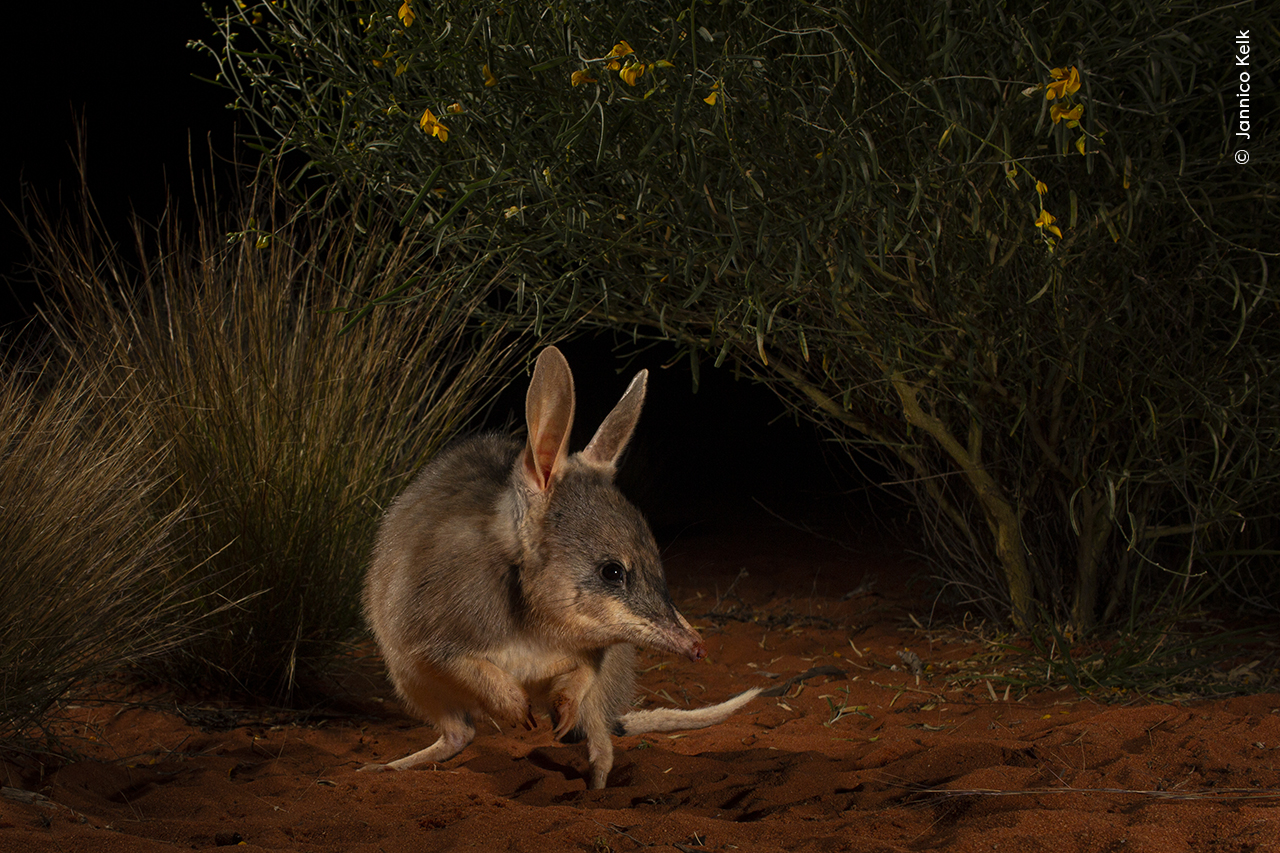 A reintroduced Thalka, (the word for bilby used by the Arabana people), in an ecological safe haven in the South Australian desert