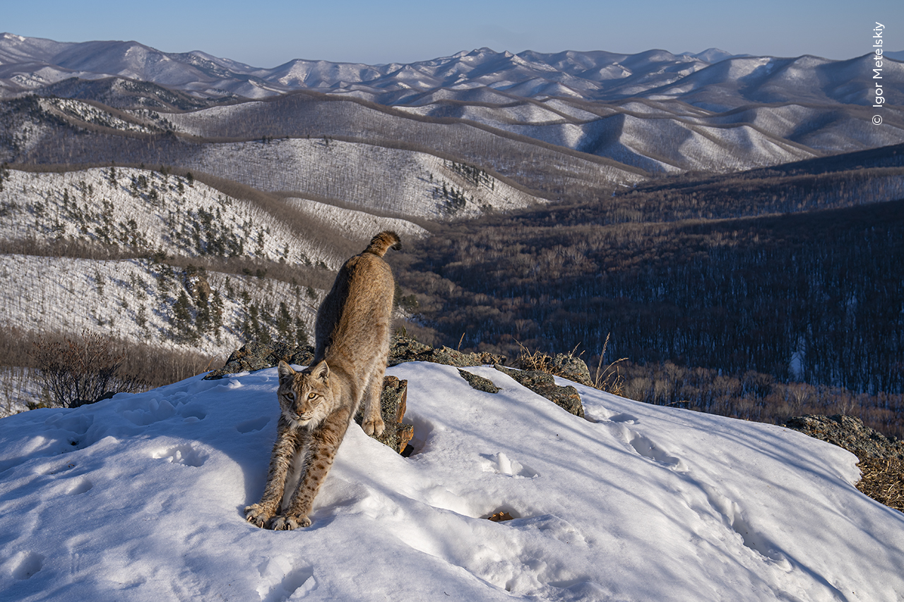 A lynx stretching in the wilderness in Russia