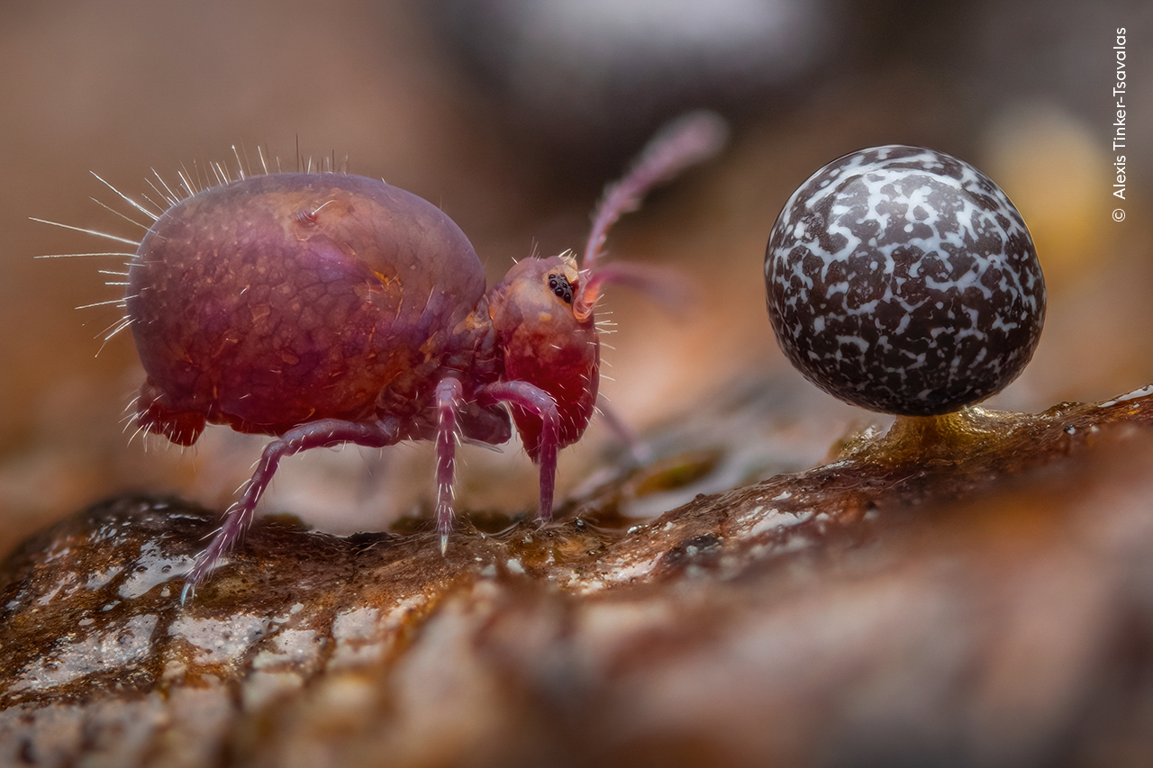 Springtail and slime mould captured in an image that won the Young Photographer of the Year competition (Alexis Tinker-Tsavalas, Wildlife Photographer of the Year/PA)