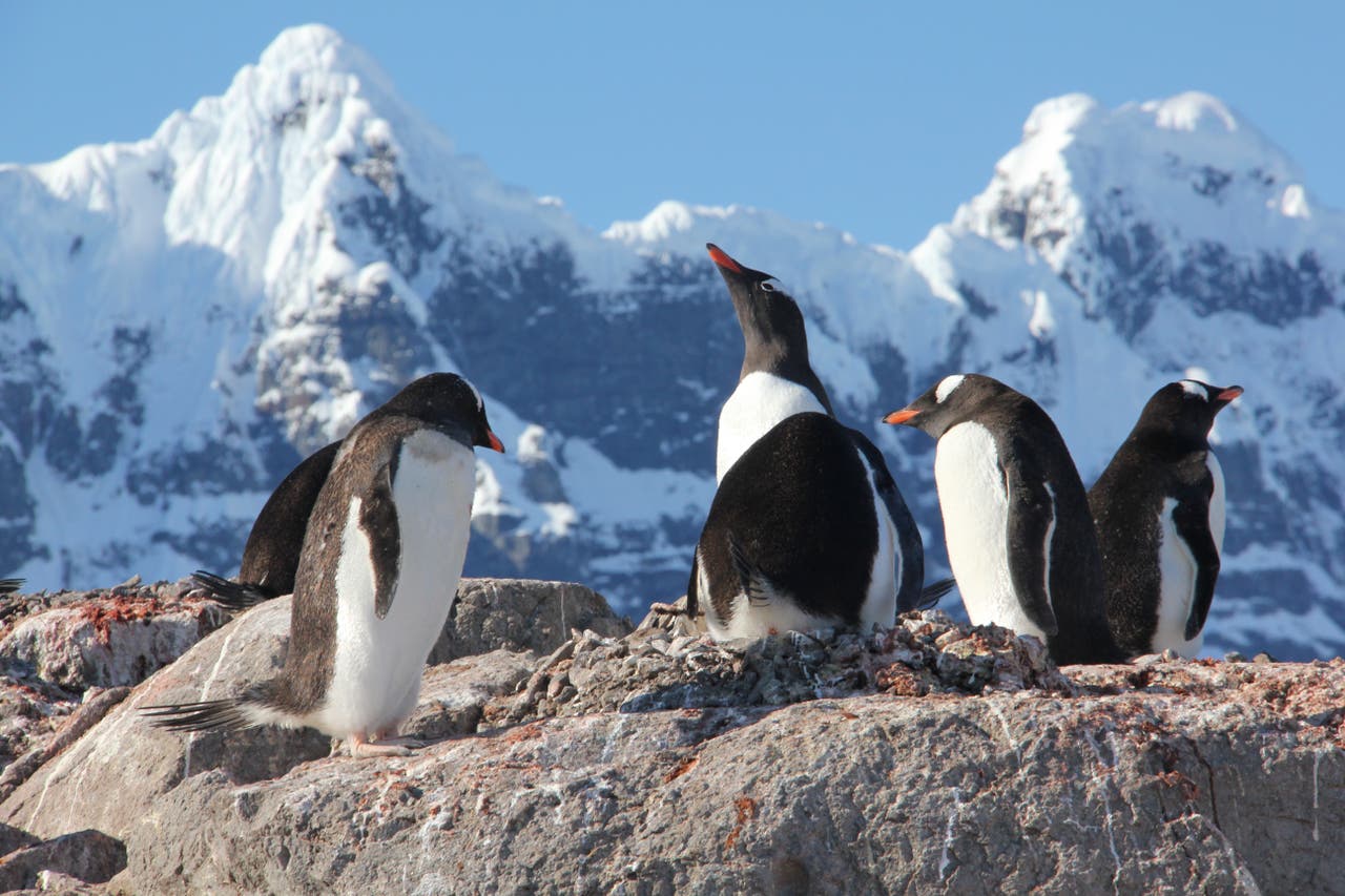 British team to count penguins in Antarctica in one of world’s most ...