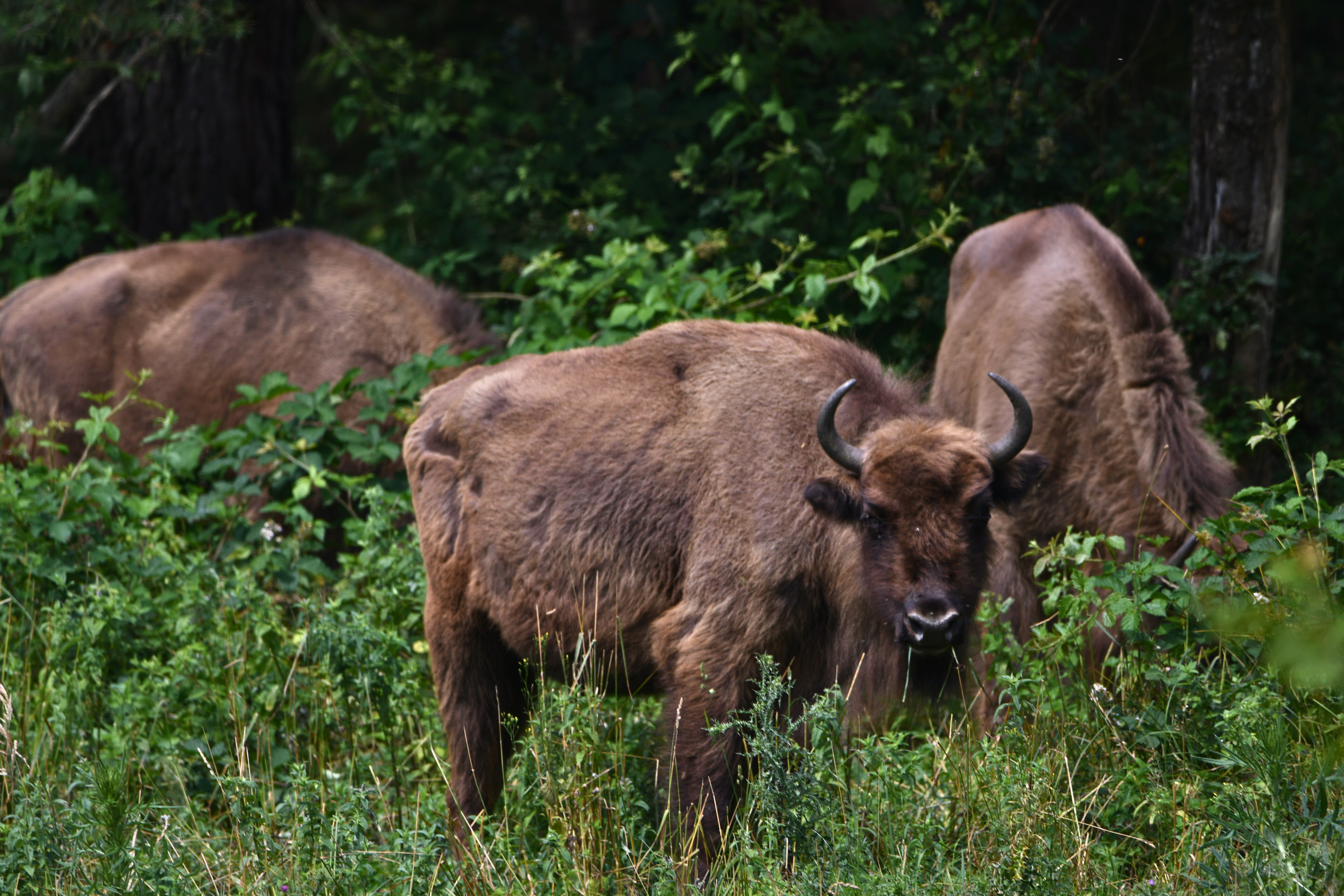 European bison (Bison Bonasus) in Tarcu Mountains, Romania