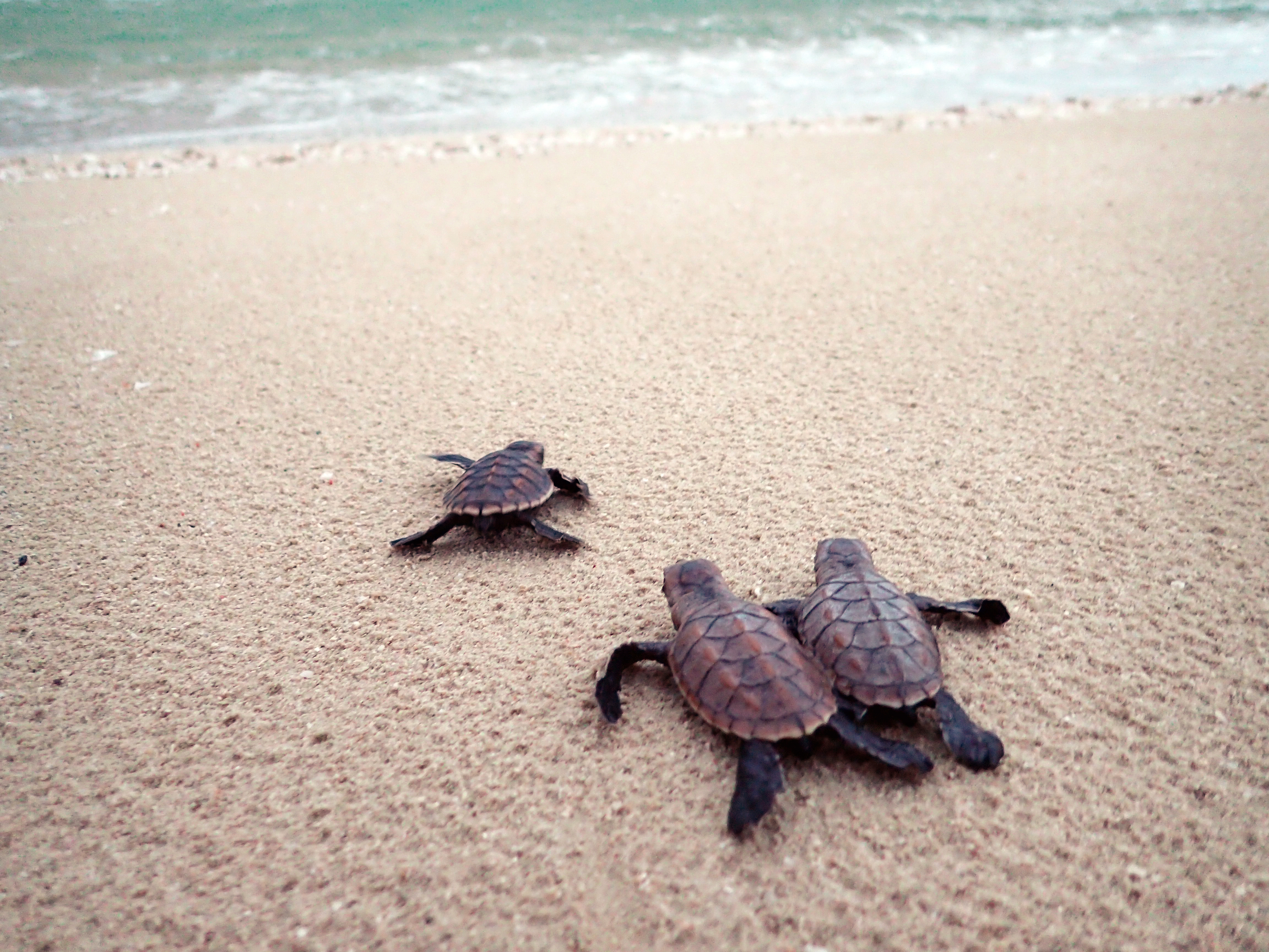 Three baby turtles make their way from the beach to the sea