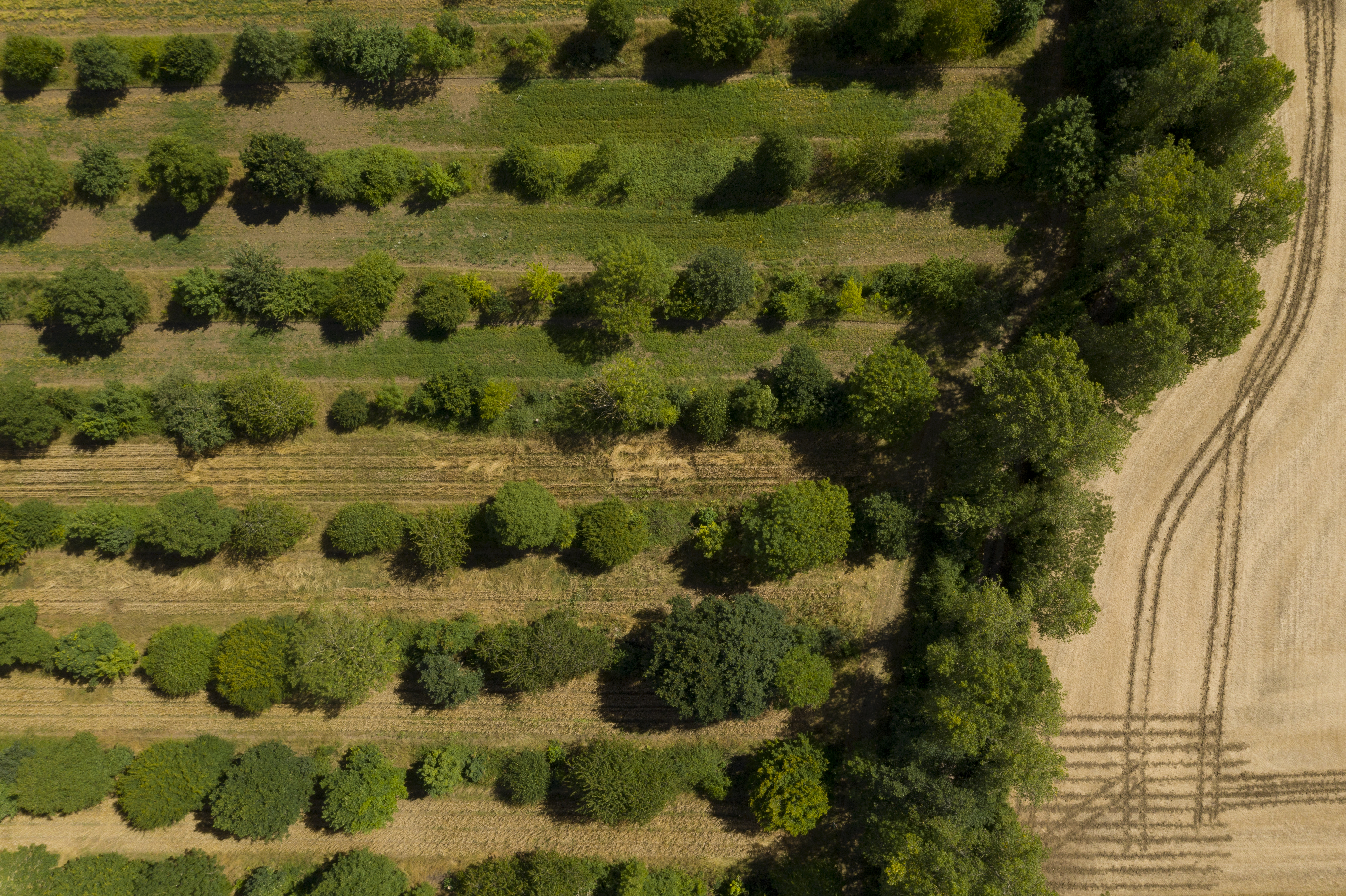 Aerial views of Wakelyns Farm, Fressingfield, Suffolk showing trees grown through the field in agroforestry practice