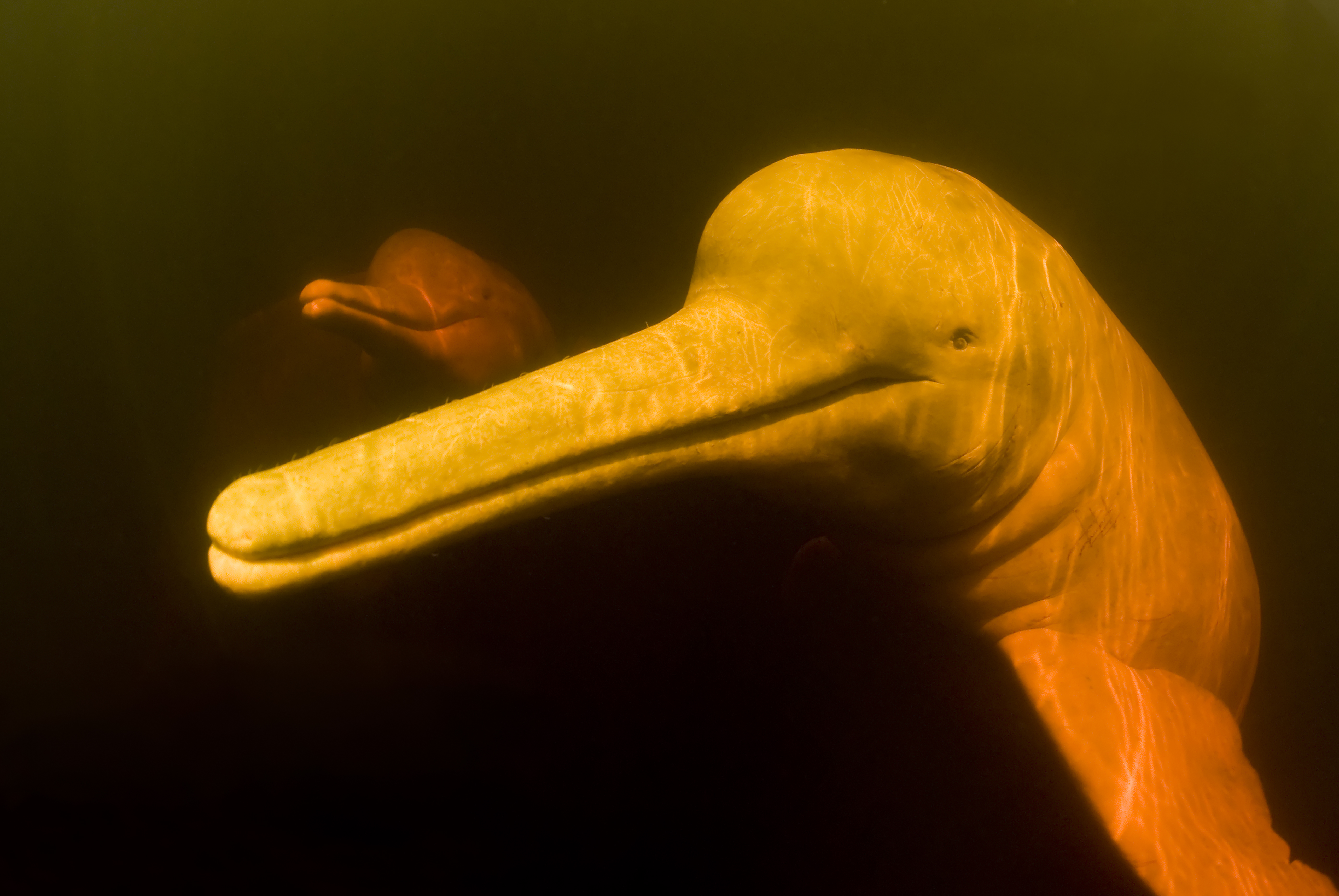 Two pink river dolphins looking at the camera