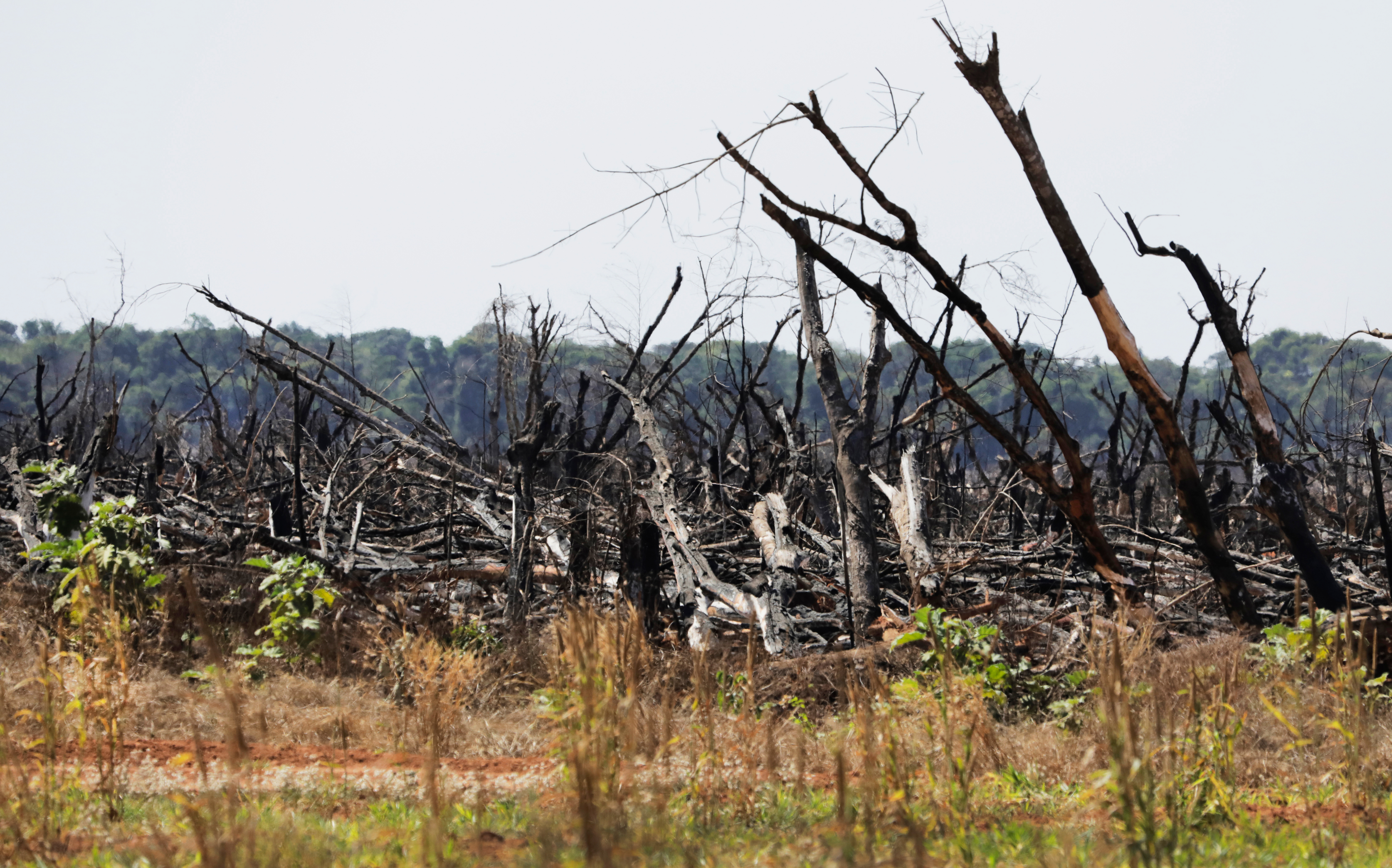 Recently burned forestland in Mato Grosso, Brazil