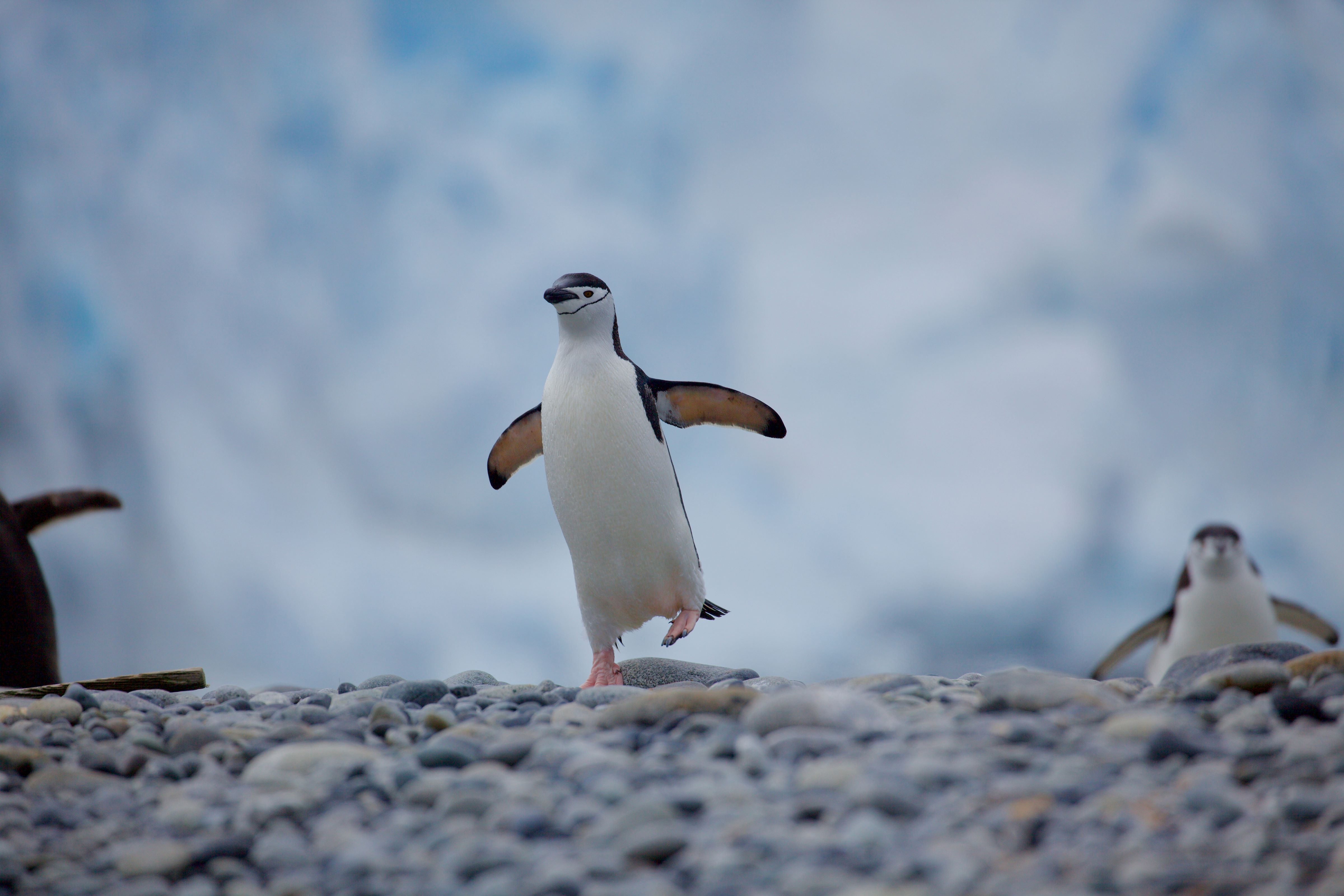 A chinstrap penguin (Pygoscelis antarcticus) balancing on one foot