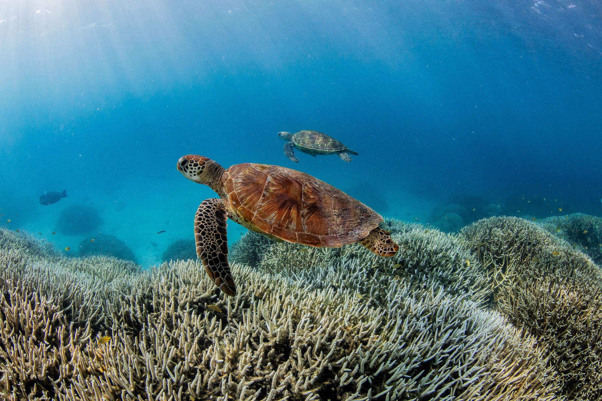 Turtles swiming over bleached coral on the Southern Great Barrier Reef