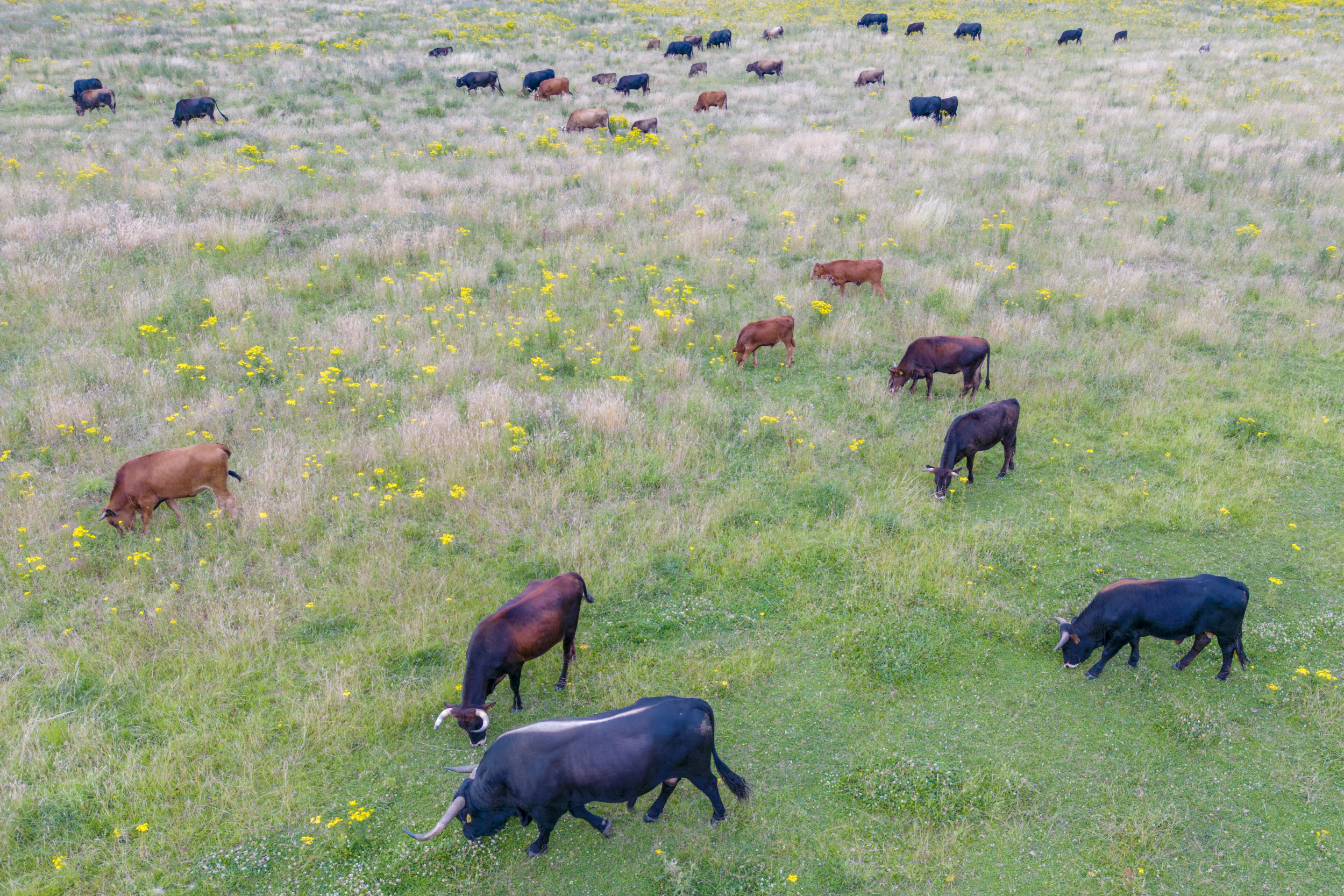 A herd of tauros grazing in a field