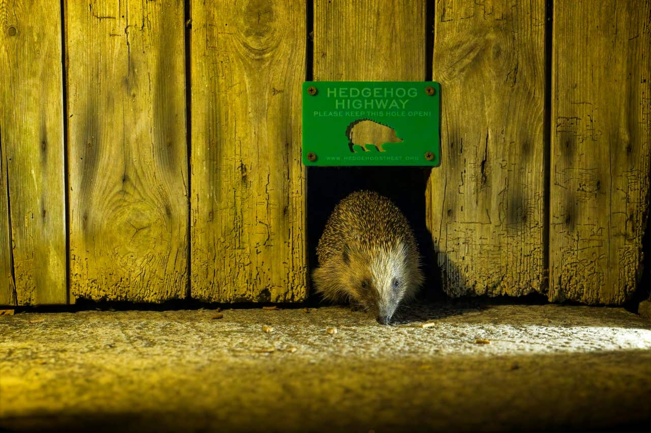 National conservation strategy launched to halt declining hedgehog