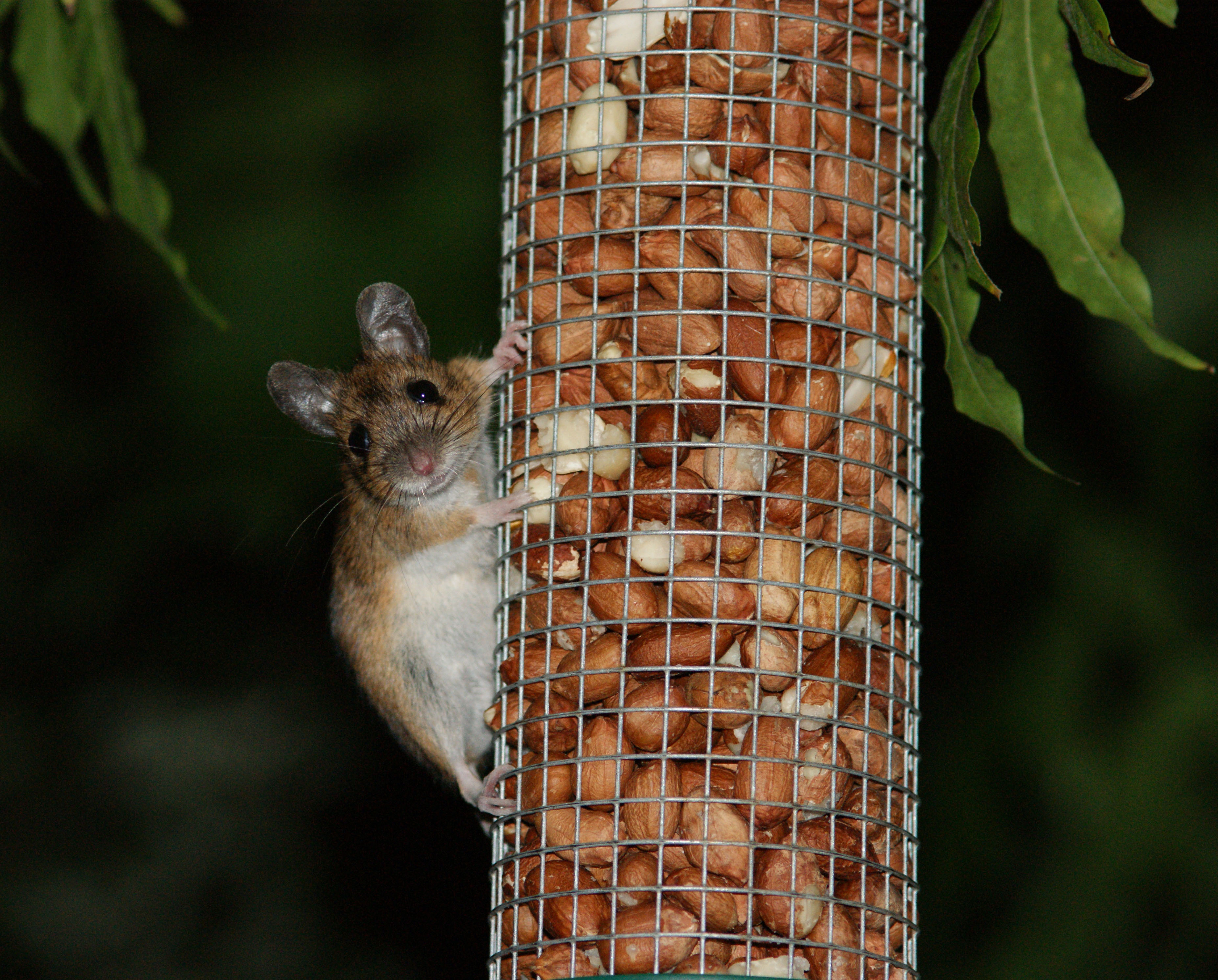 A field mouse on a bird feeder (Alamy/PA)