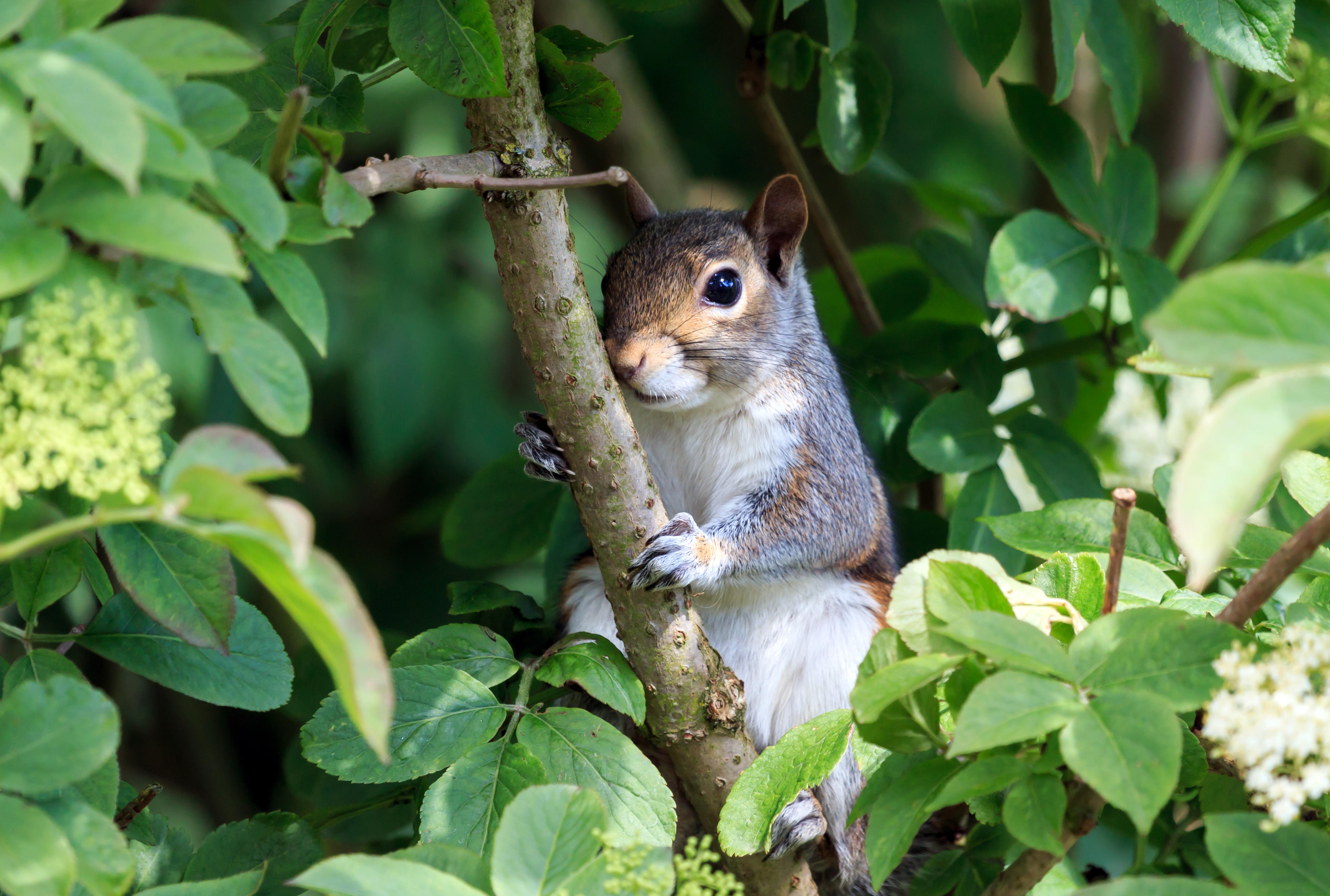 A grey squirrel in a tree (Alamy/PA)