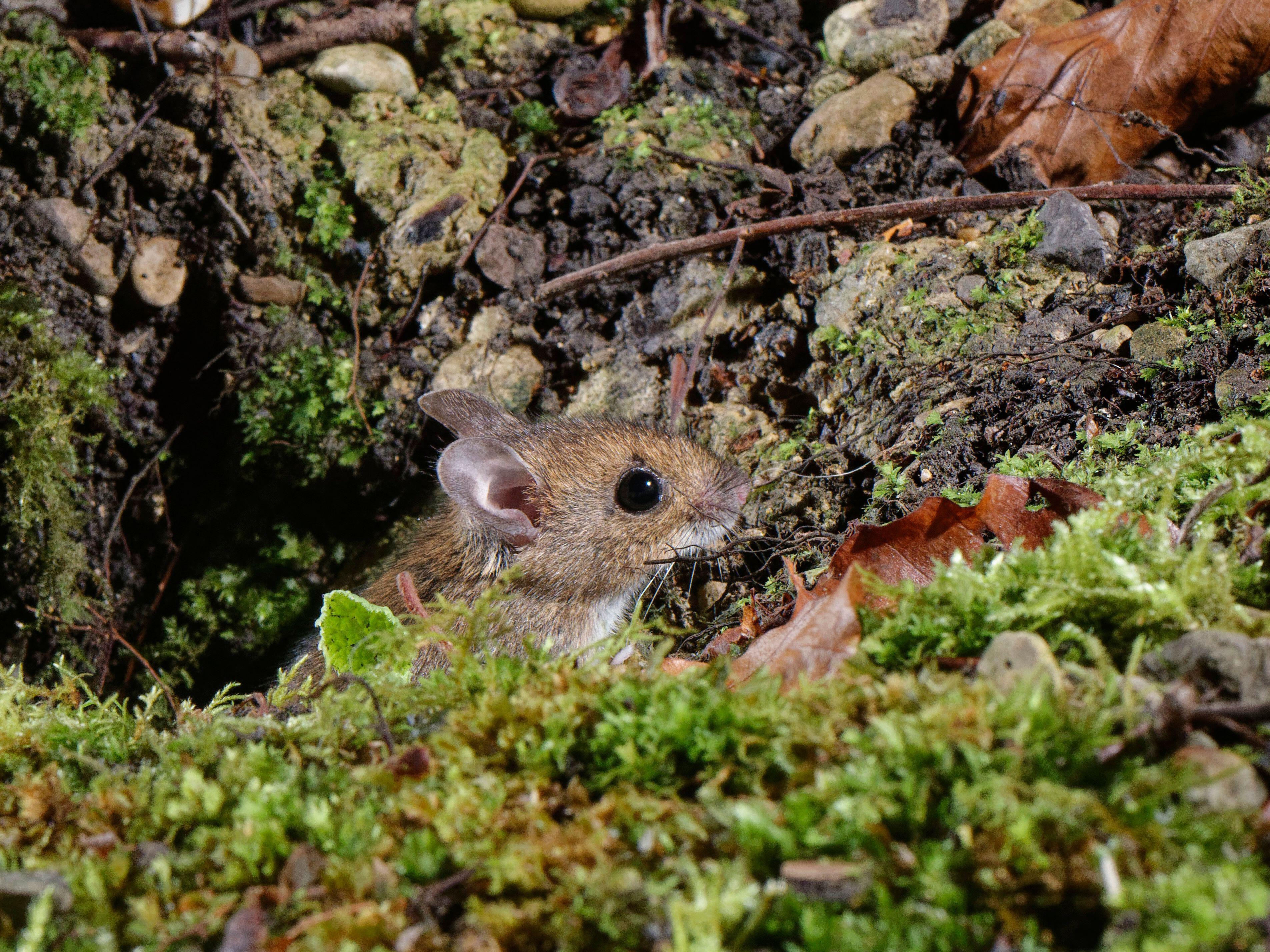 A woodmouse sheltered in a garden (Alamy/PA)