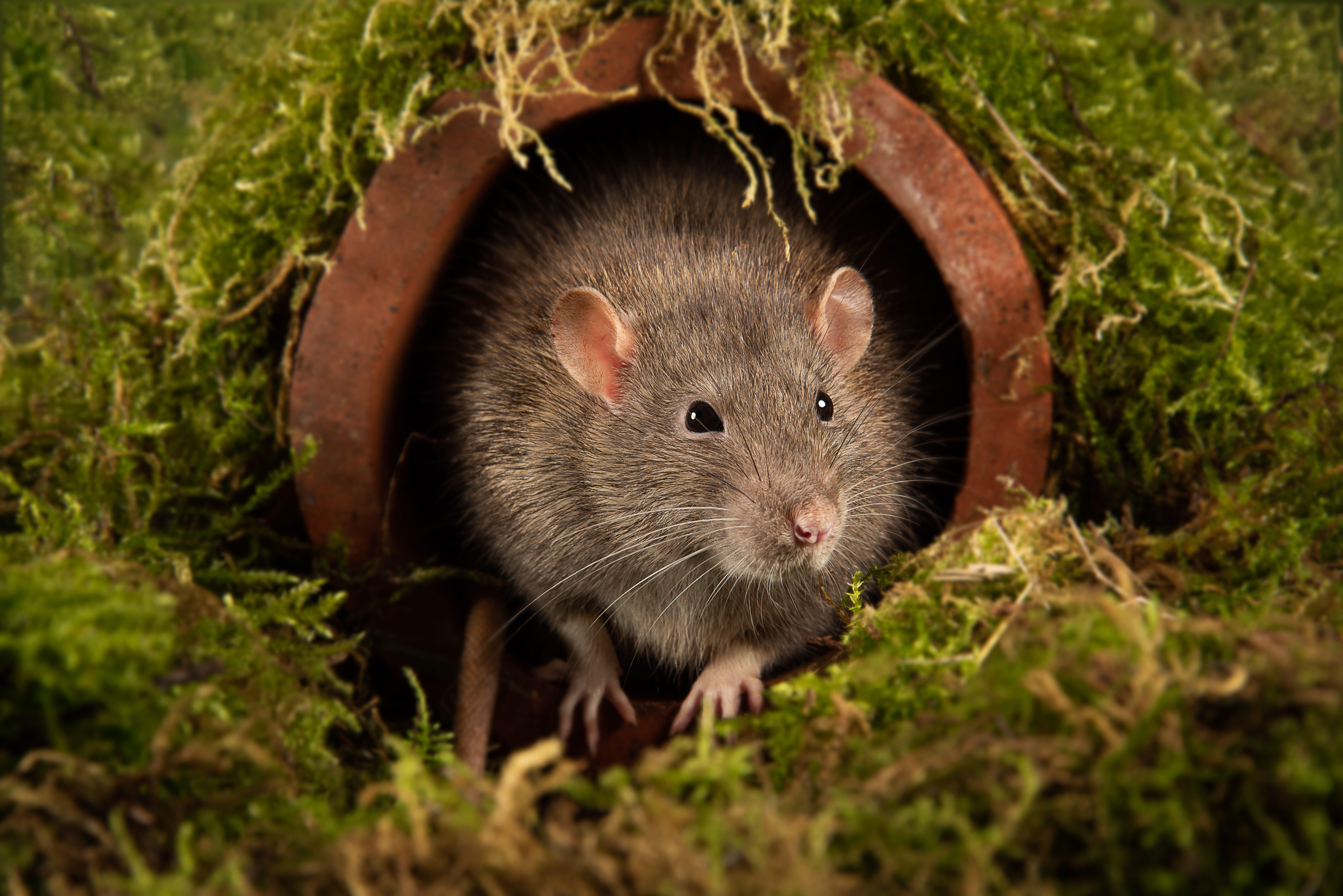 A rat in a drain (Alamy/PA)