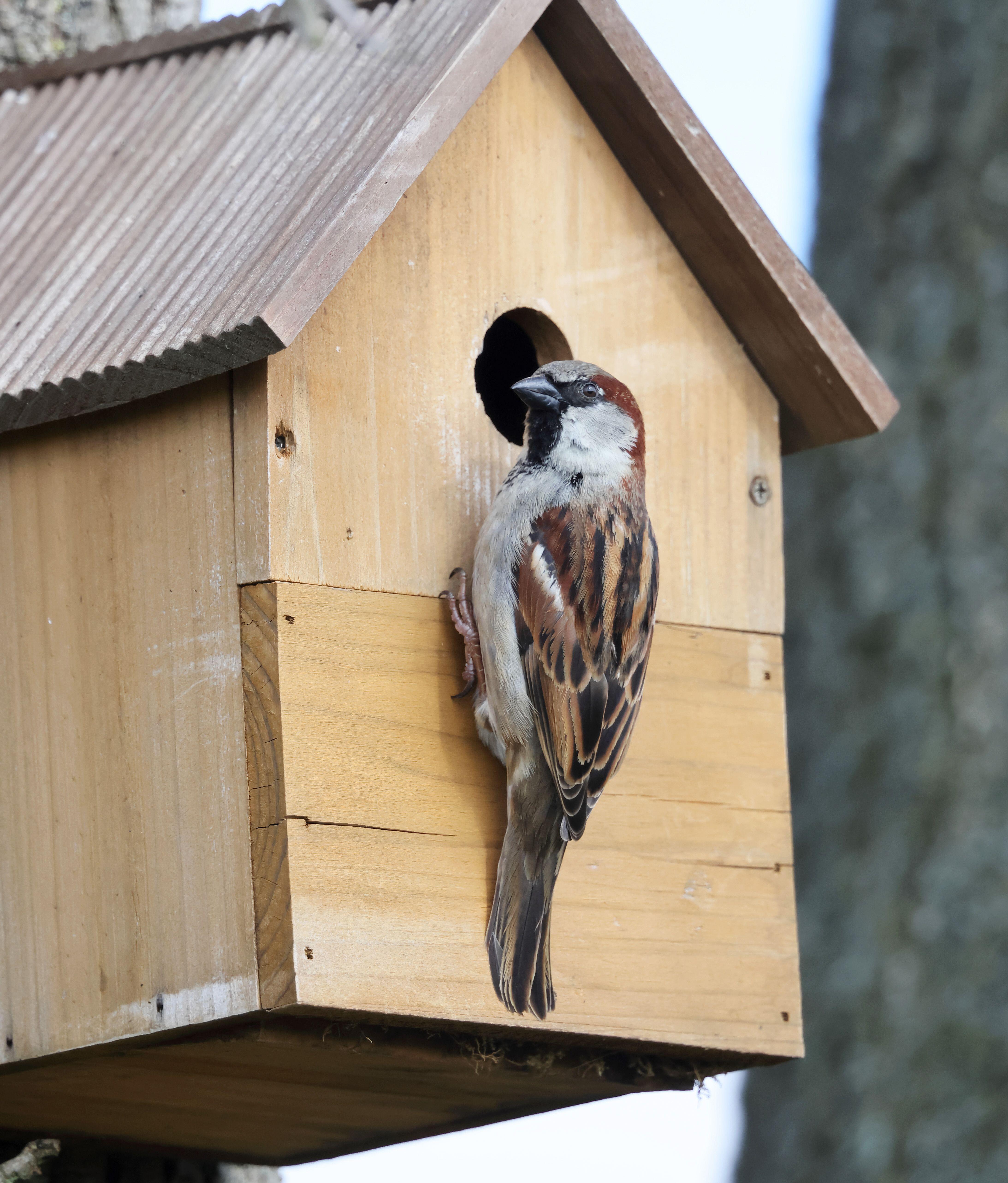 A house sparrow at a nesting box (Alamy/PA)