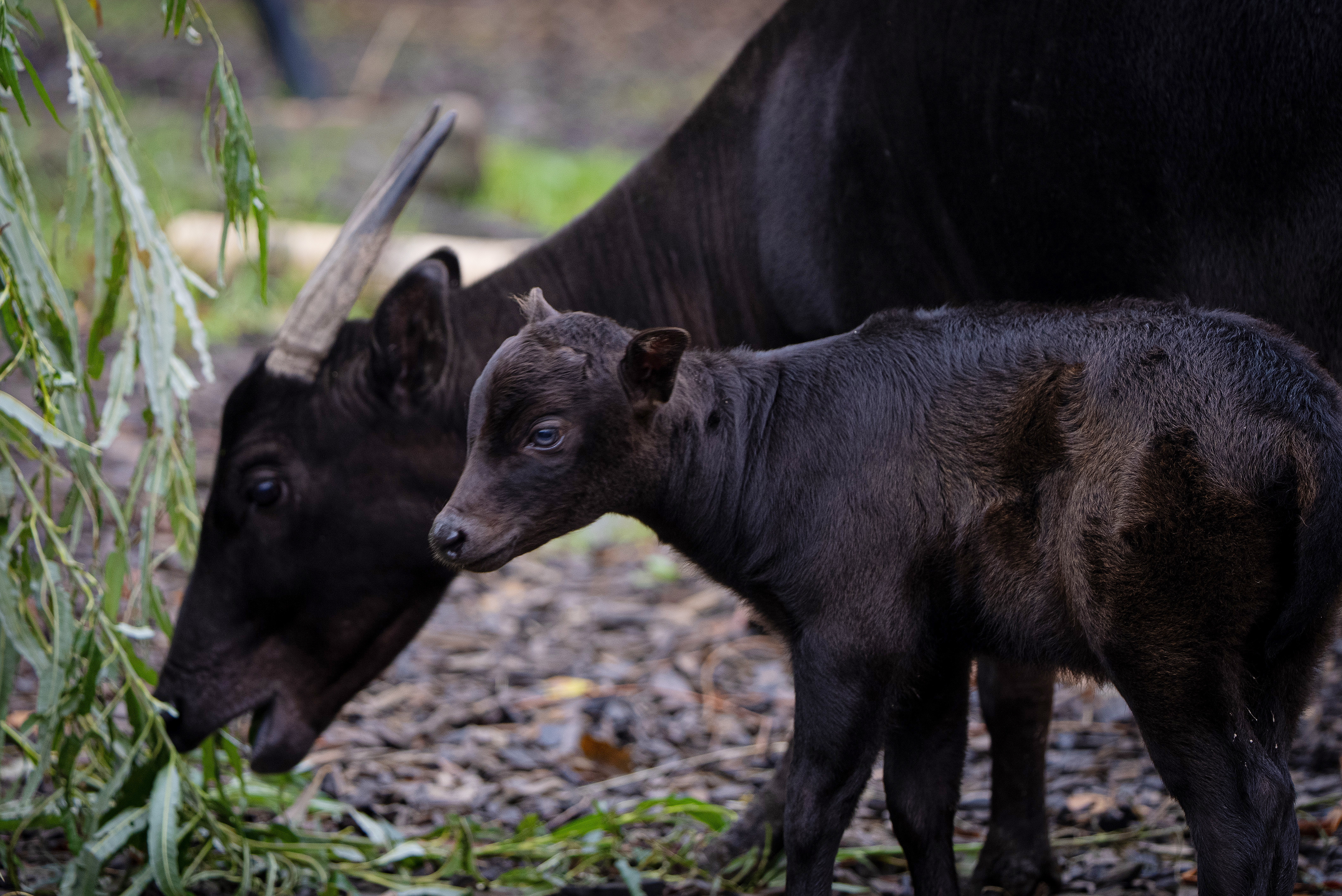 Rare anoa calf with its mother