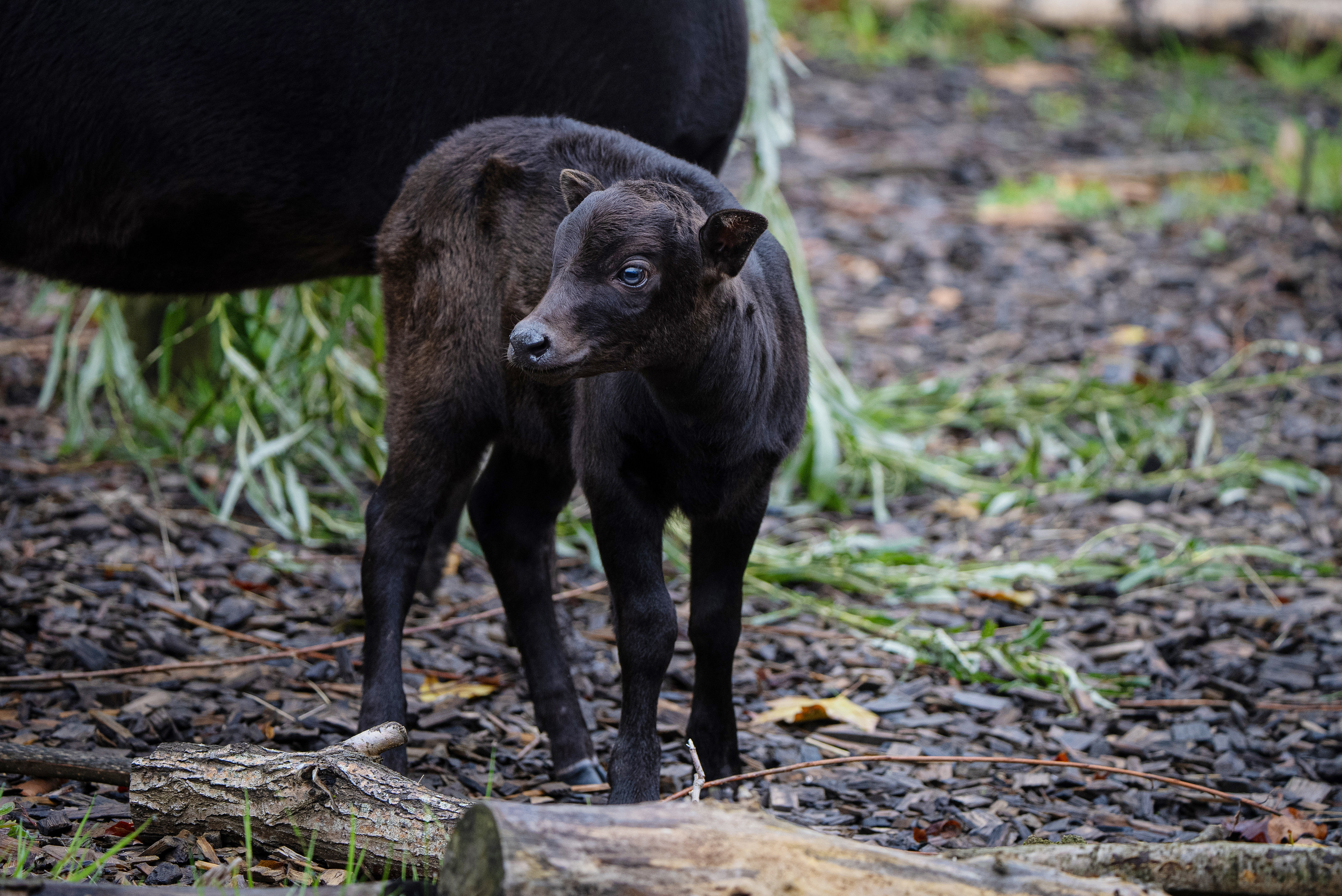 Rare anoa calf Kasimbar outside with her mother