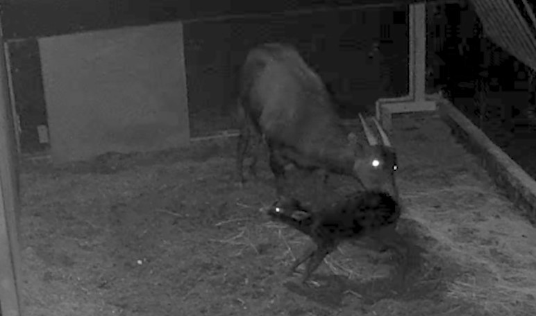 CCTV footage from a den in Chester Zoo showing the birth of a rare anoa calf