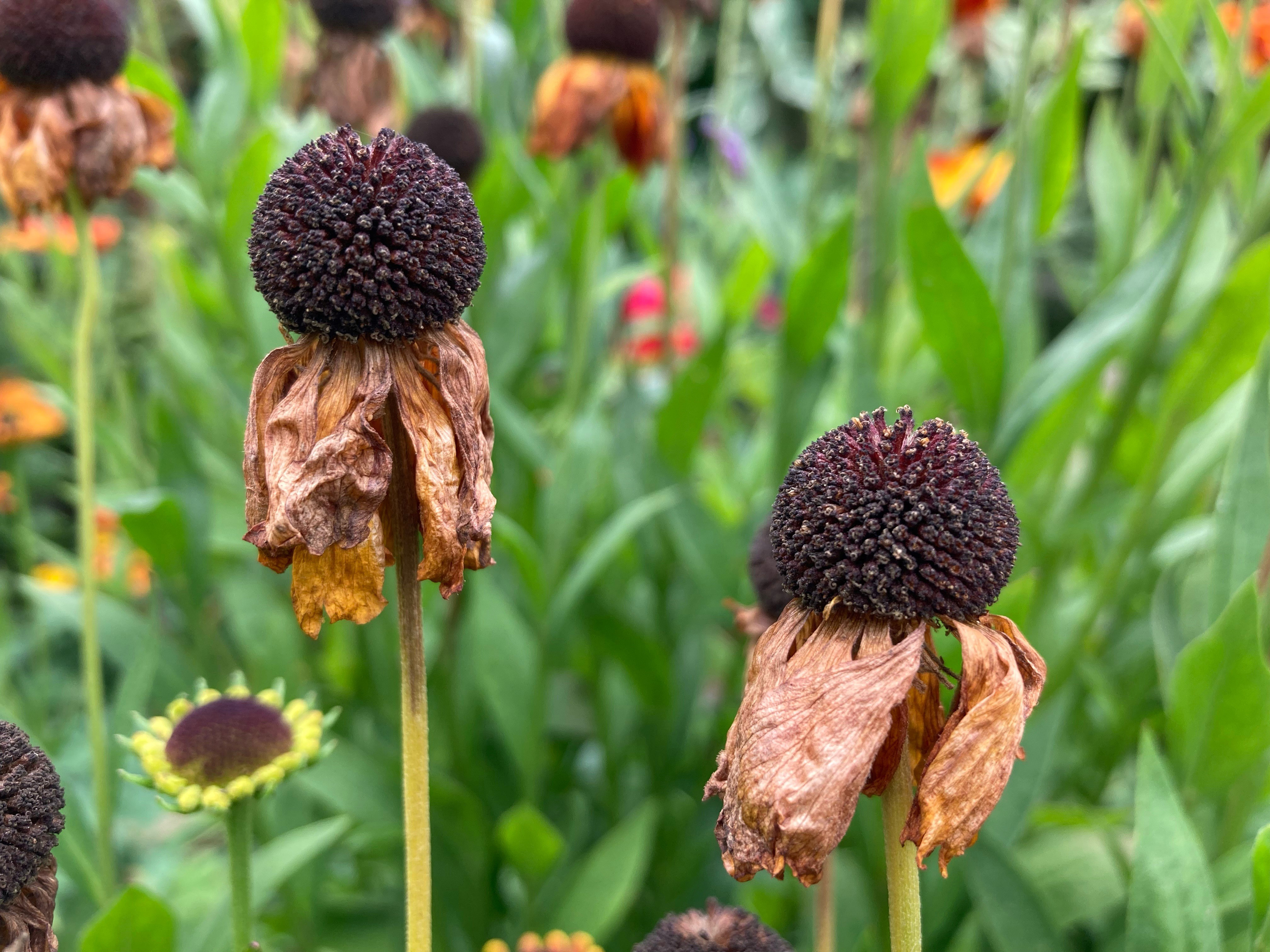 Helenium seedheads in autumn (Hannah Stephenson/PA)