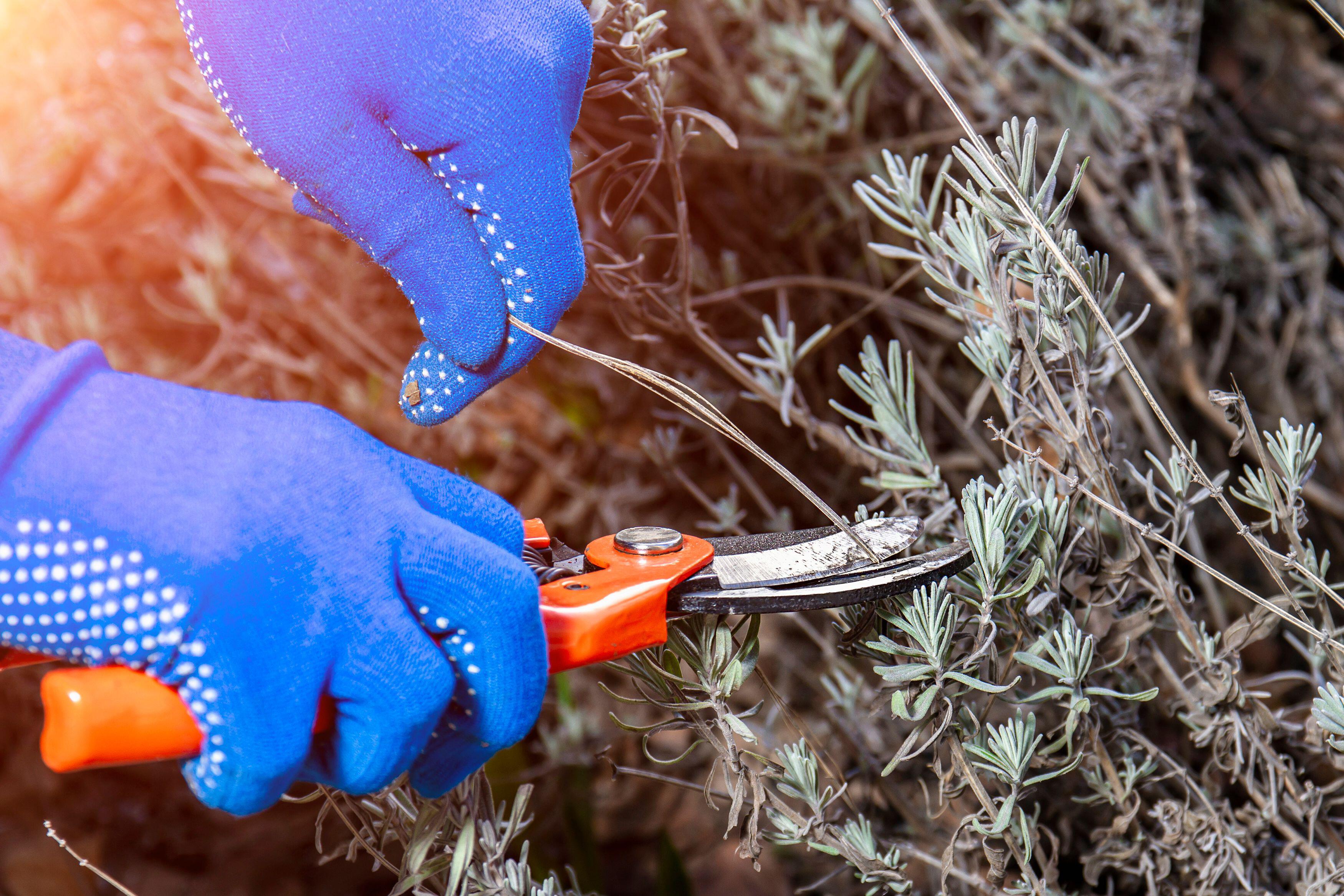 Pruning lavender (Alamy/PA)