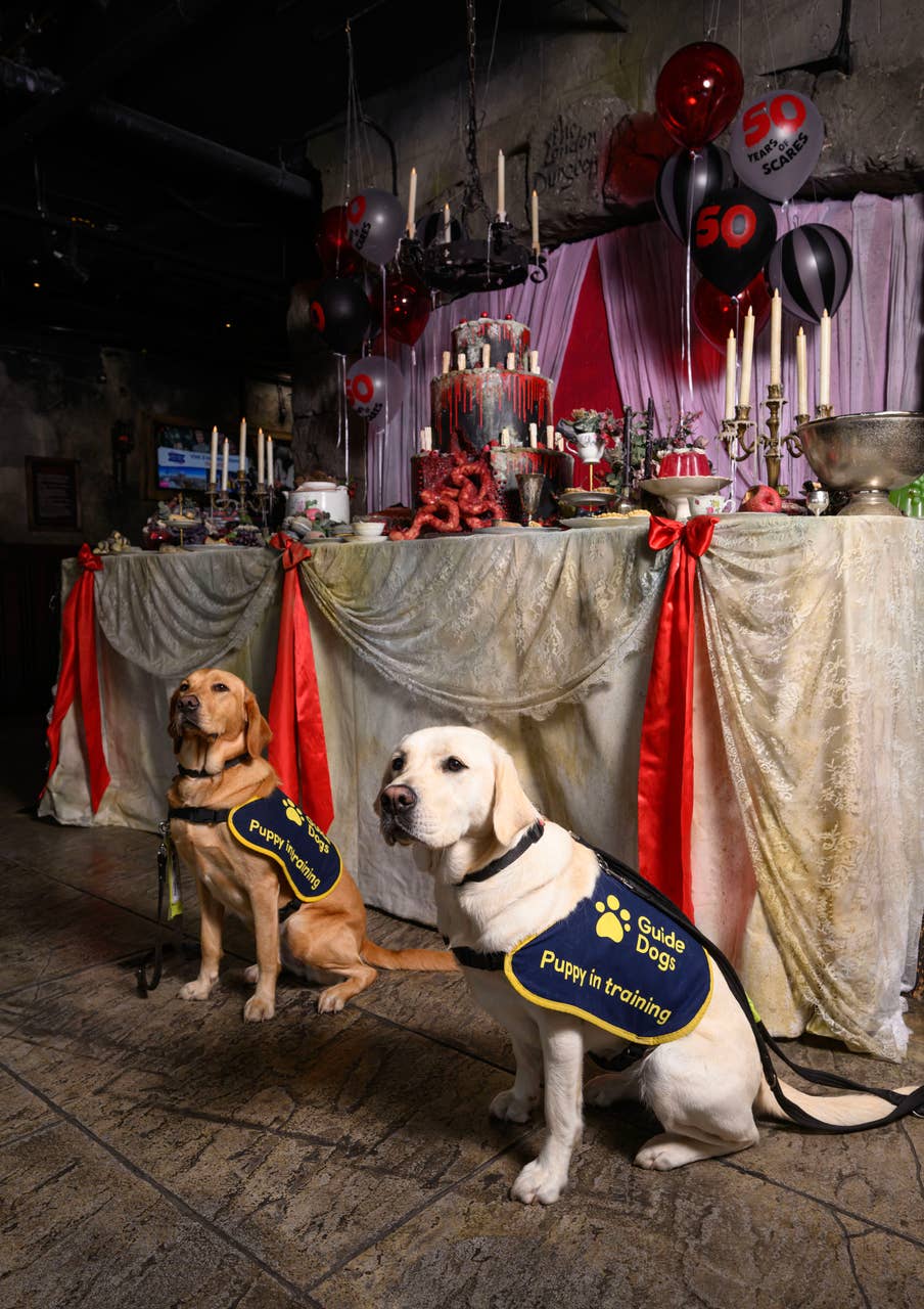 Guide Dog puppies explore spooky attractions ahead of Halloween