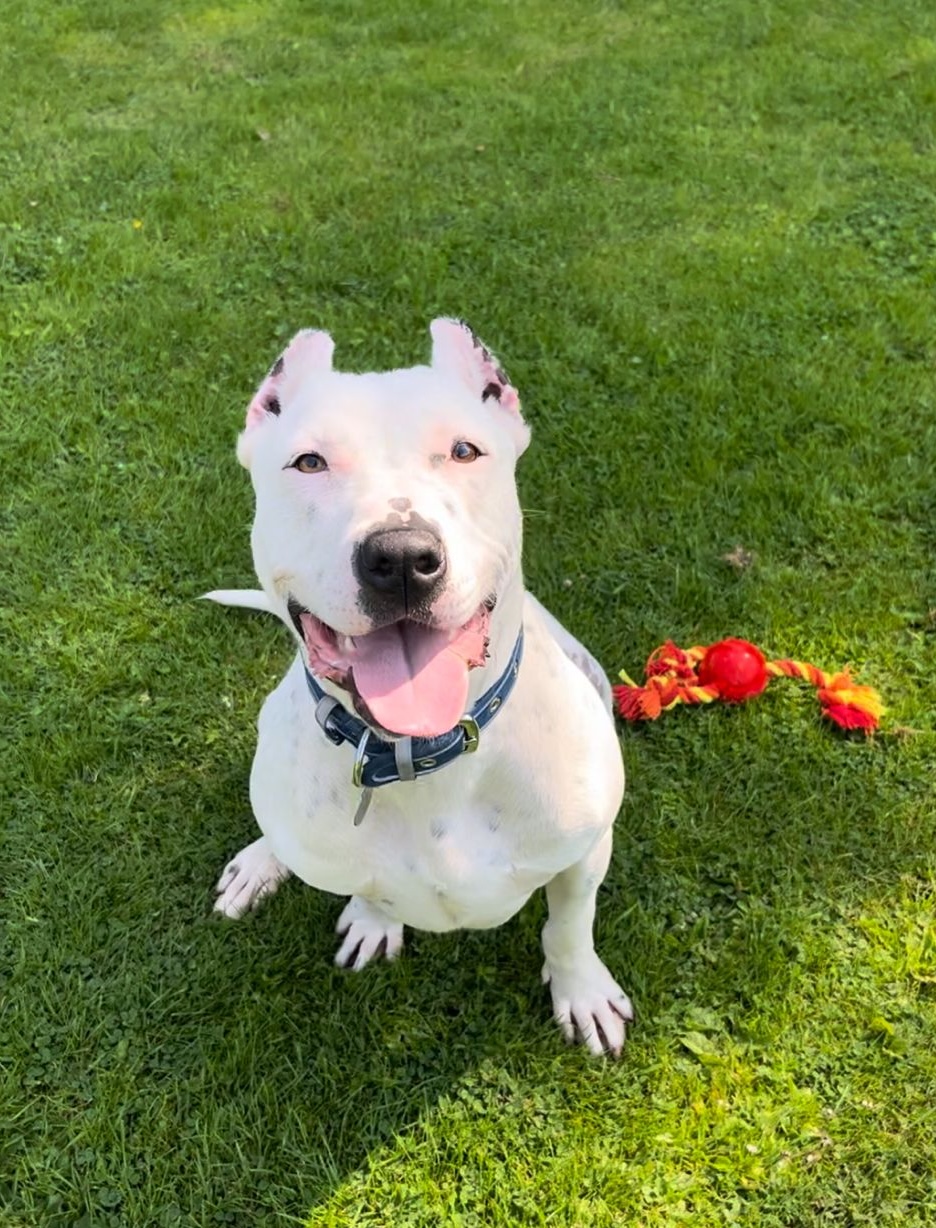 White crossbreed dog looks up at camera while holding her tongue out