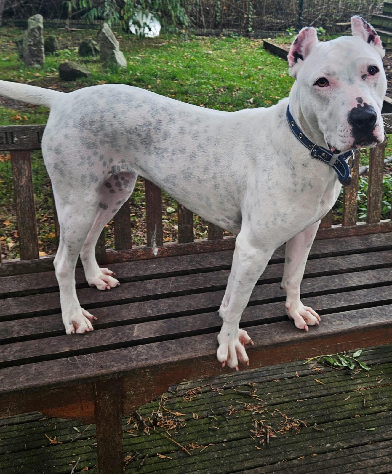 White dog stands on a brown bench