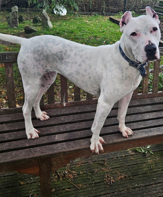 Deaf dog with cropped ears learning sign language to help her find new