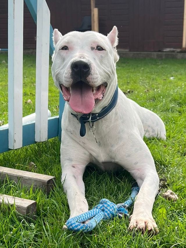 White dog sat on the grass while she looks into the camera with her tongue hanging out