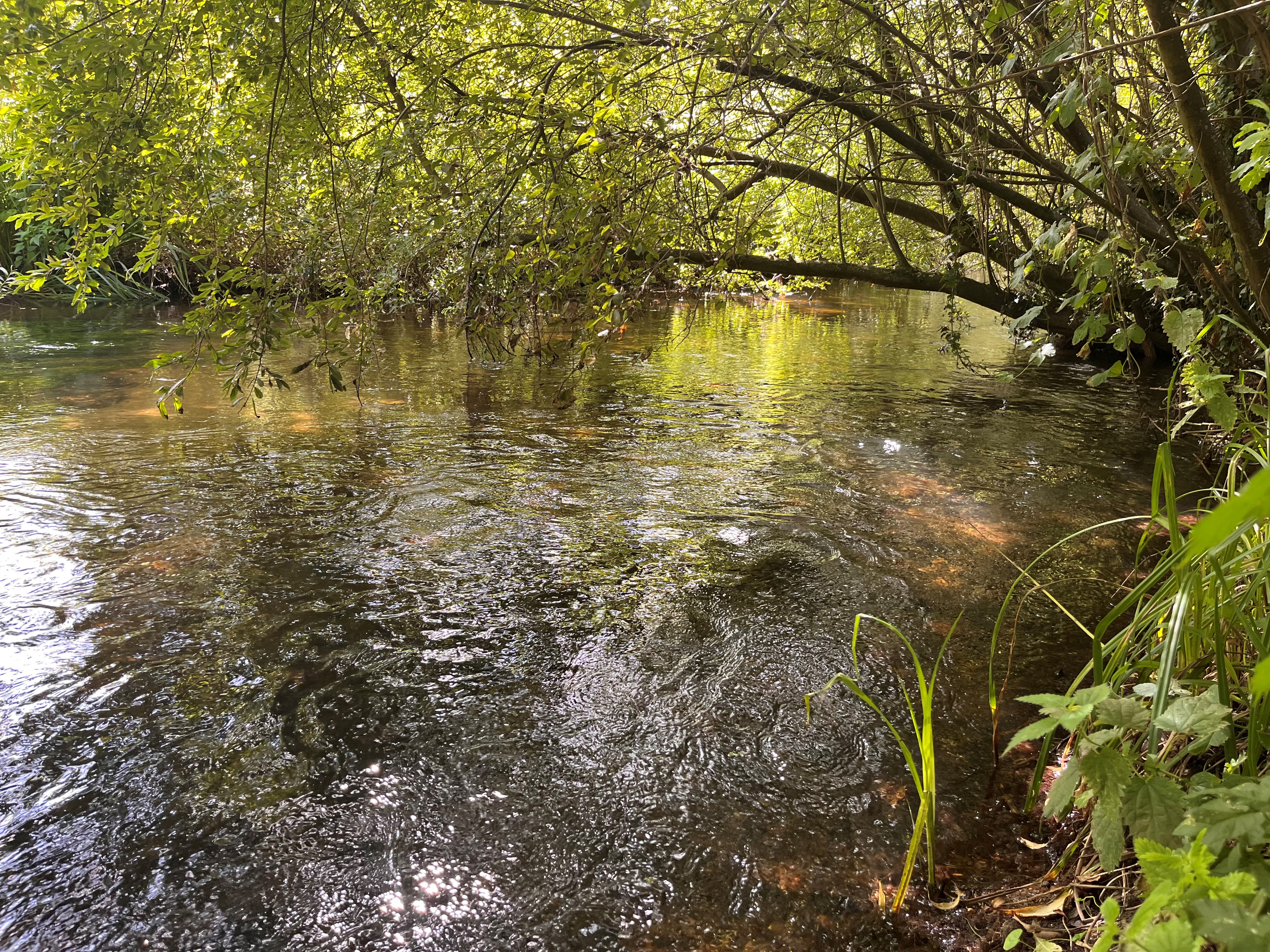 A chalk stream in Hertfordshire flows under tree branches