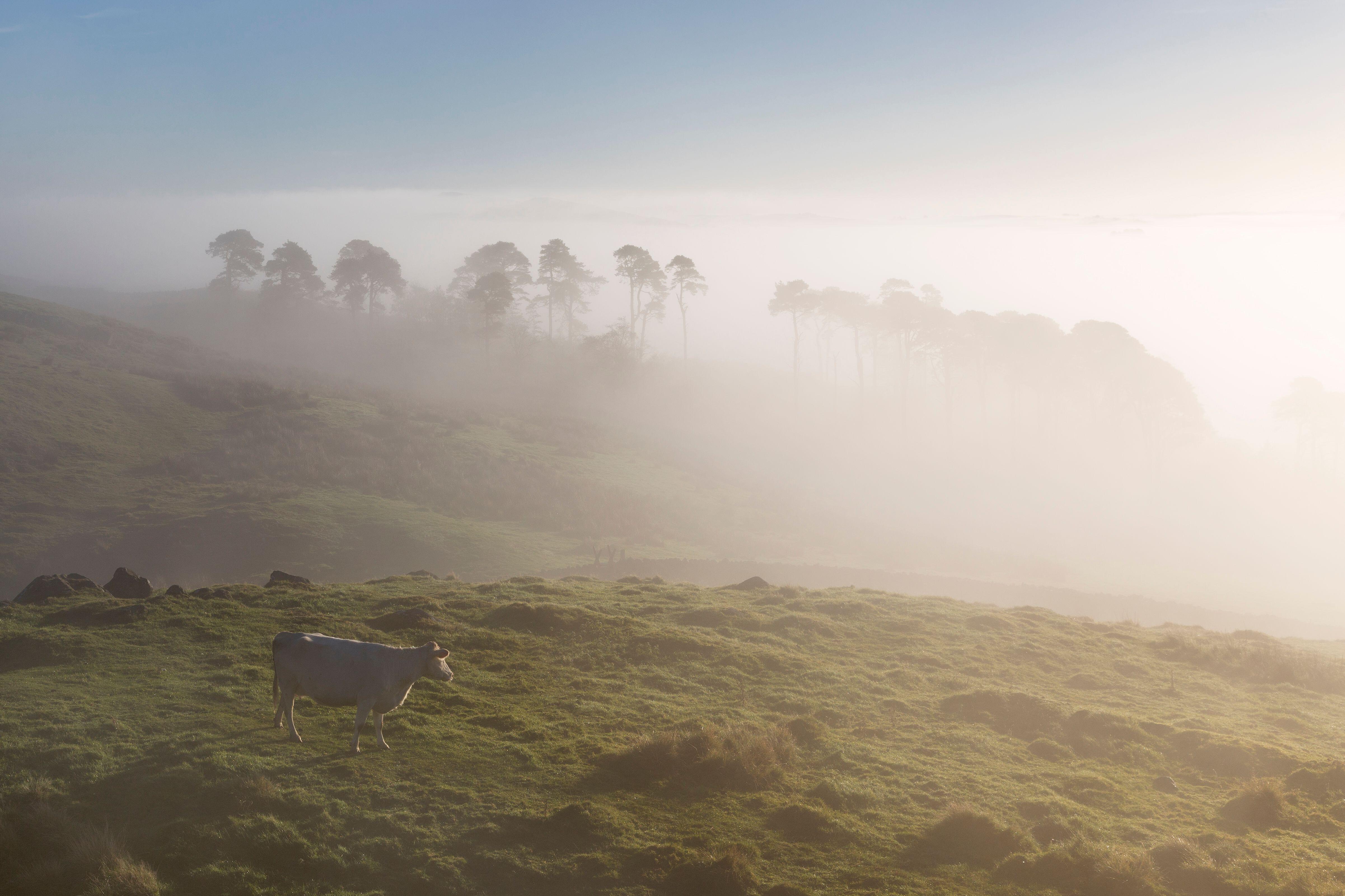 Cattle grazing at dawn on a misty morning