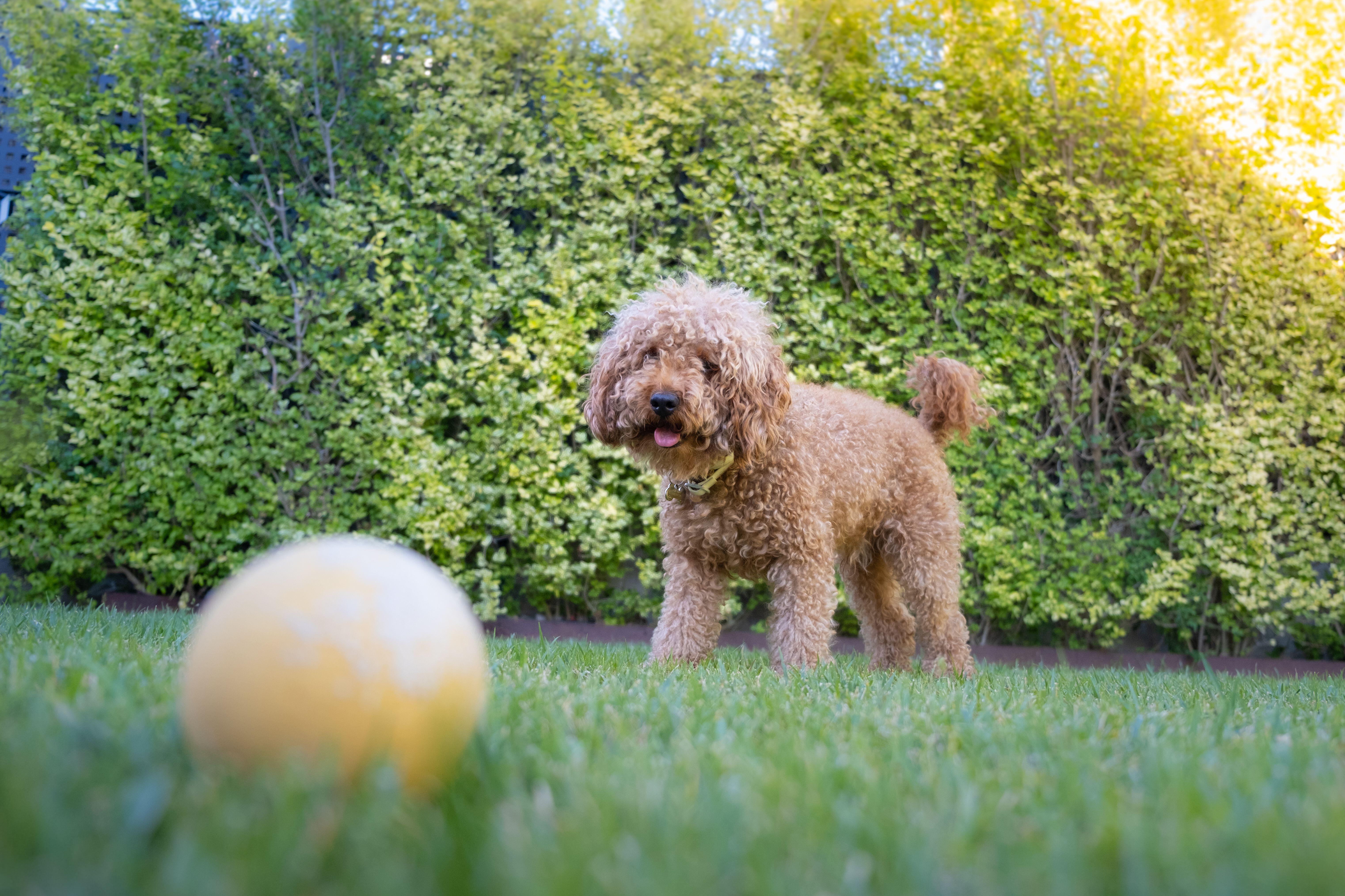 Dog on a lawn with a ball (Alamy/PA)