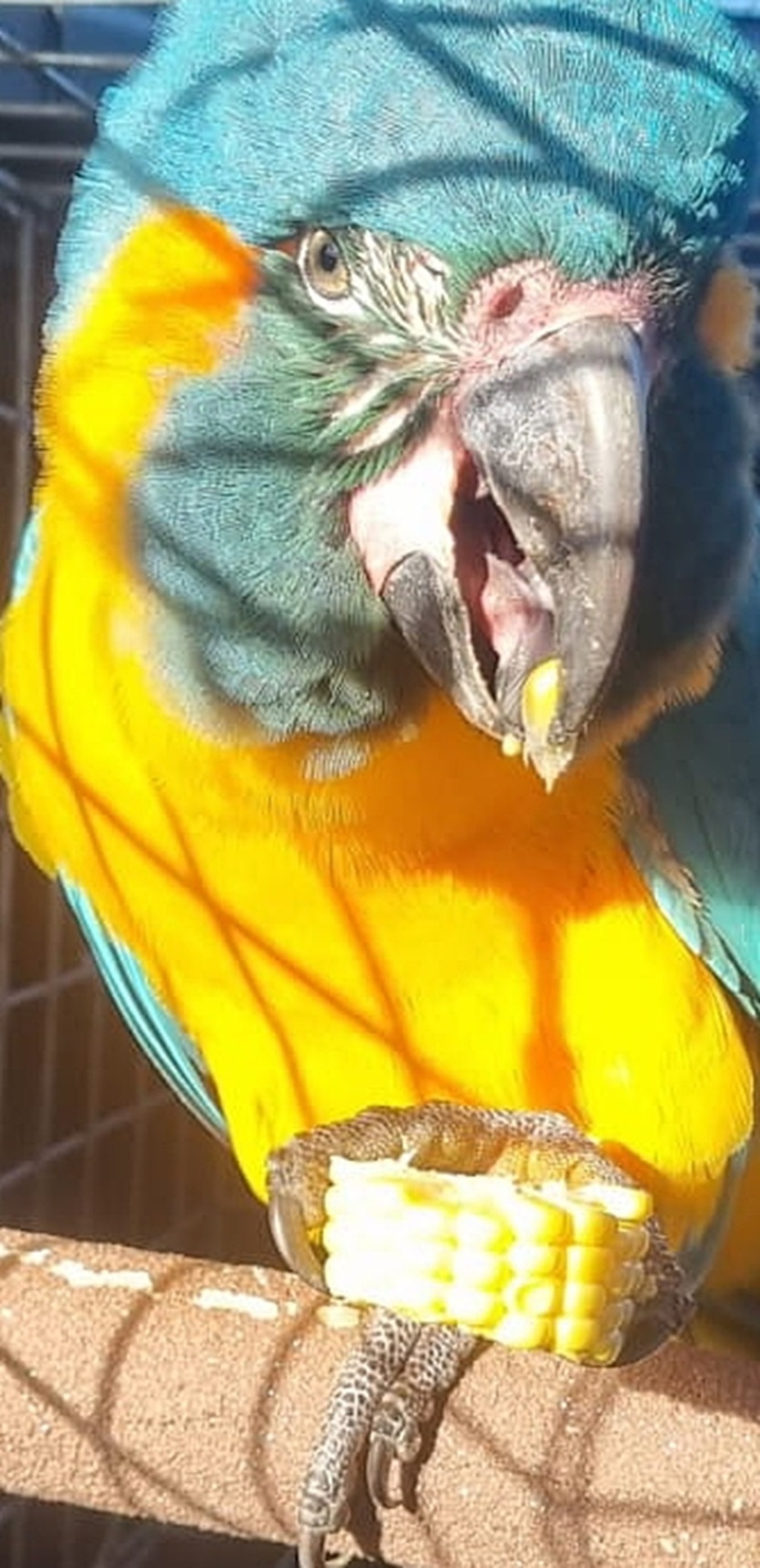 Lily enjoying a favourite snack, back in the care of London Zoo keepers