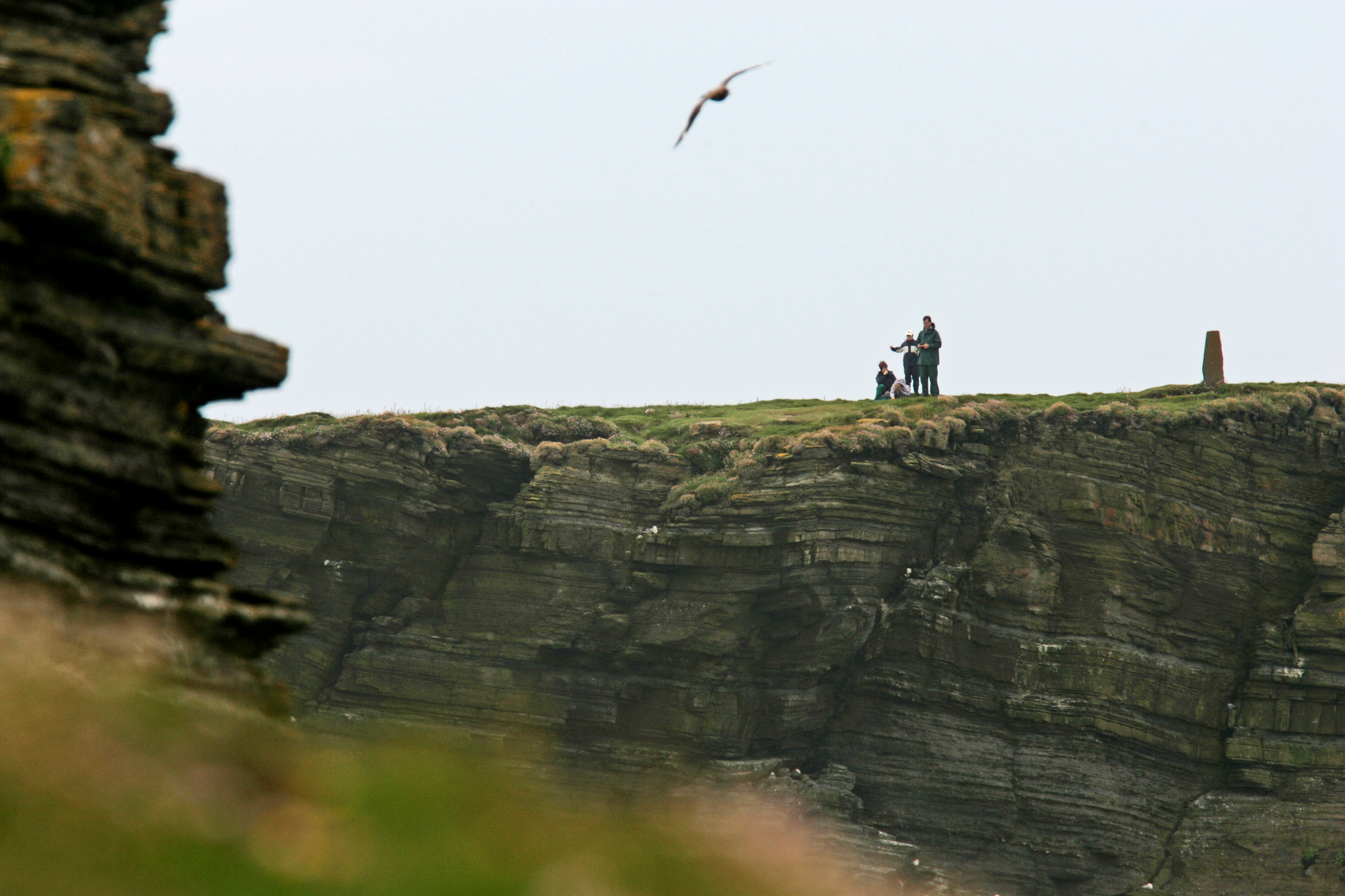 Team on a cliff top monitoring birds on Orkney