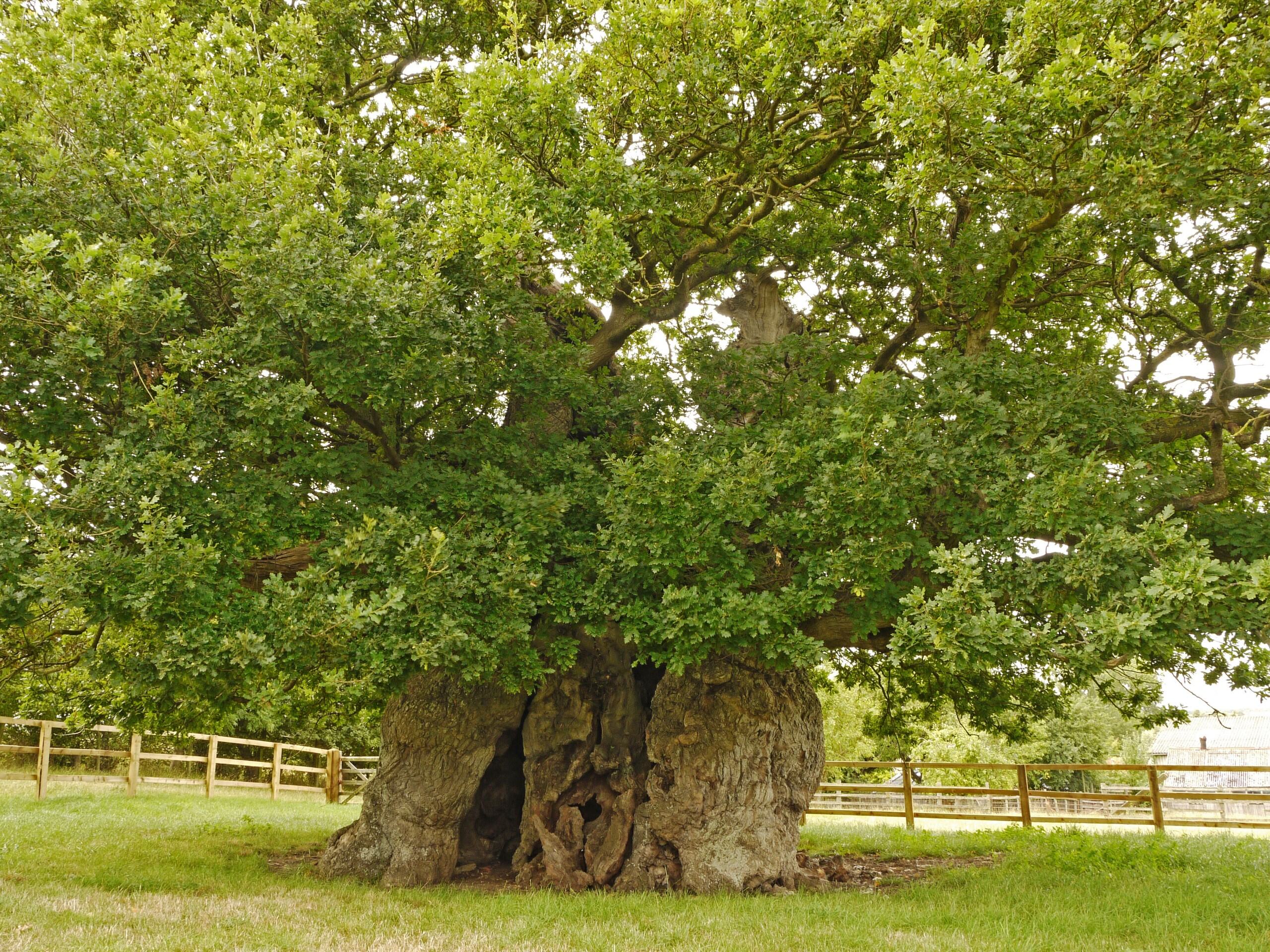 The wide trunked, hollow Bowthorpe Oak in leaf 