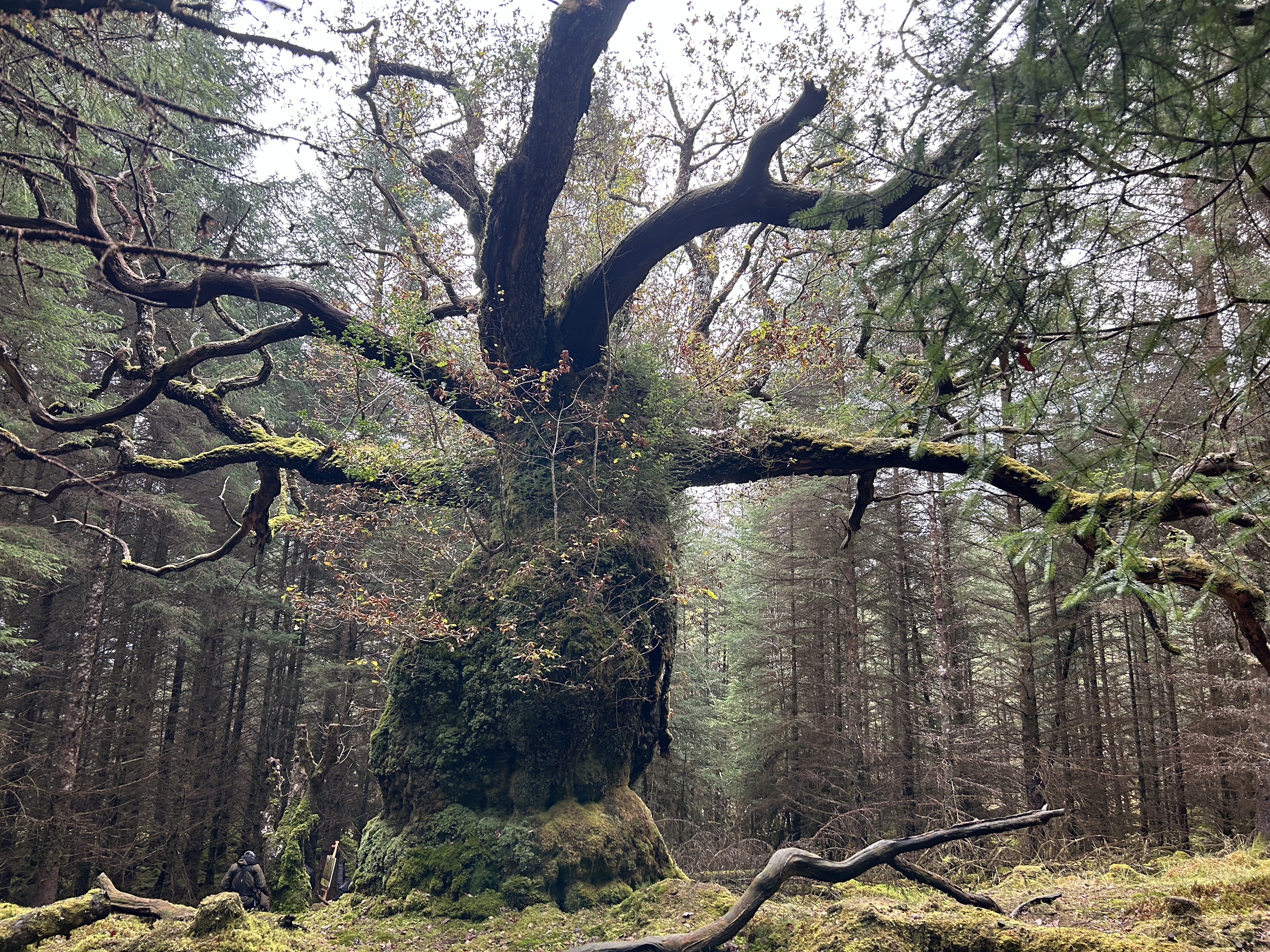 The ancient Skipinnish Oak standing among Sitka Spruce trees