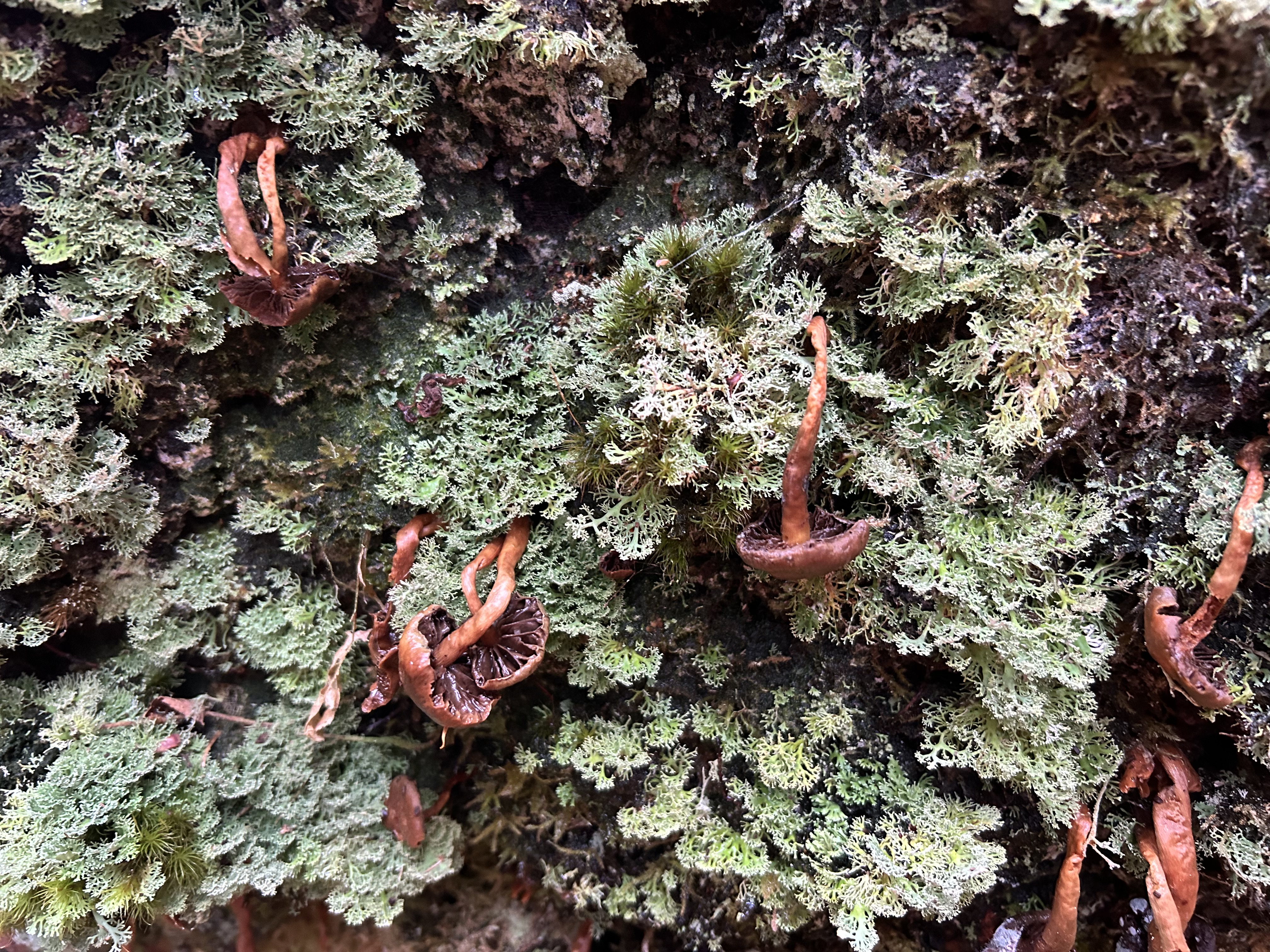 A close-up of epiphytes growing on the Skipinnish oak