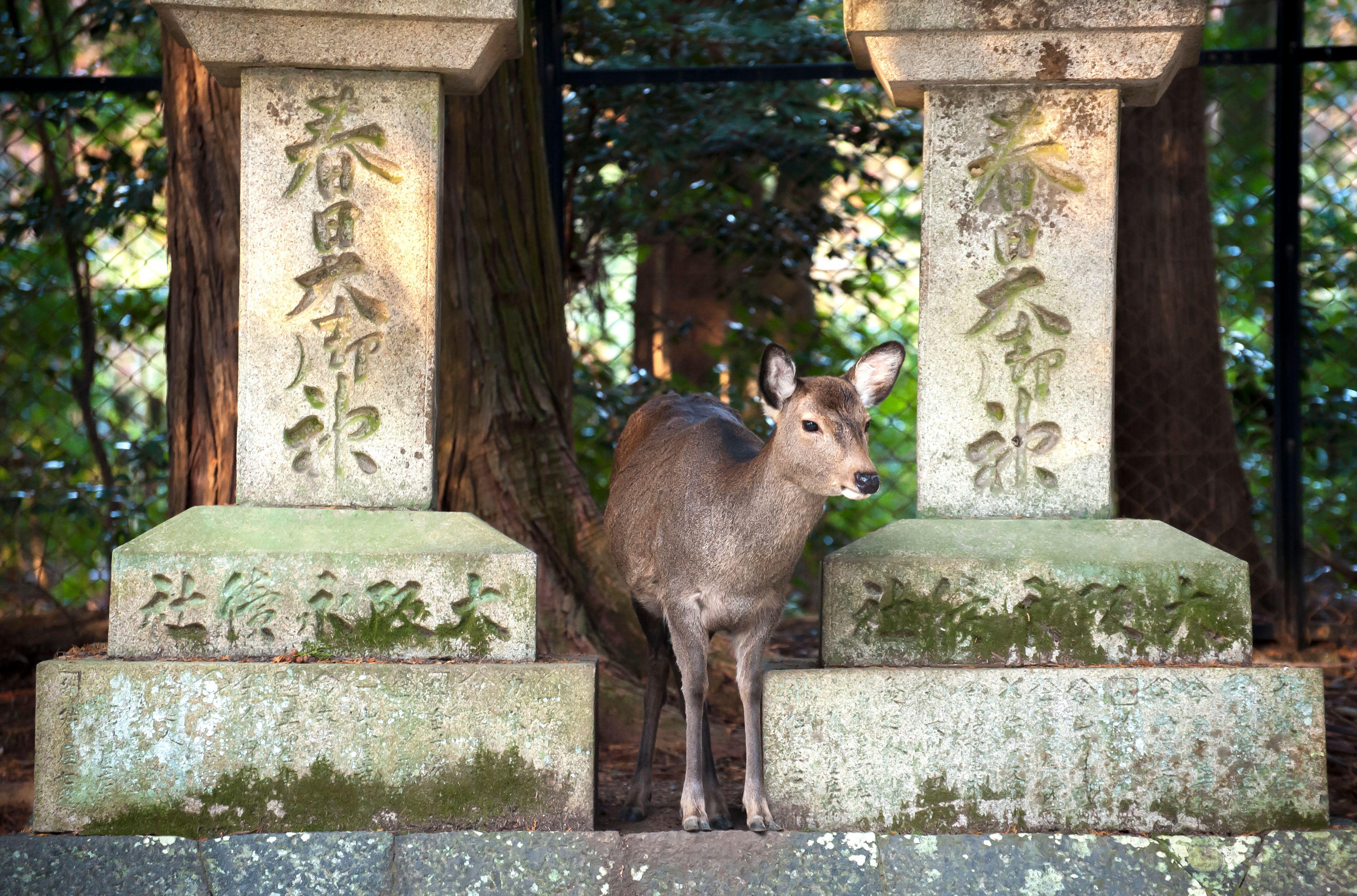 Wild deer at the Kasuga Taisha Shrine, Nara Park, Japan (Alamy/PA)