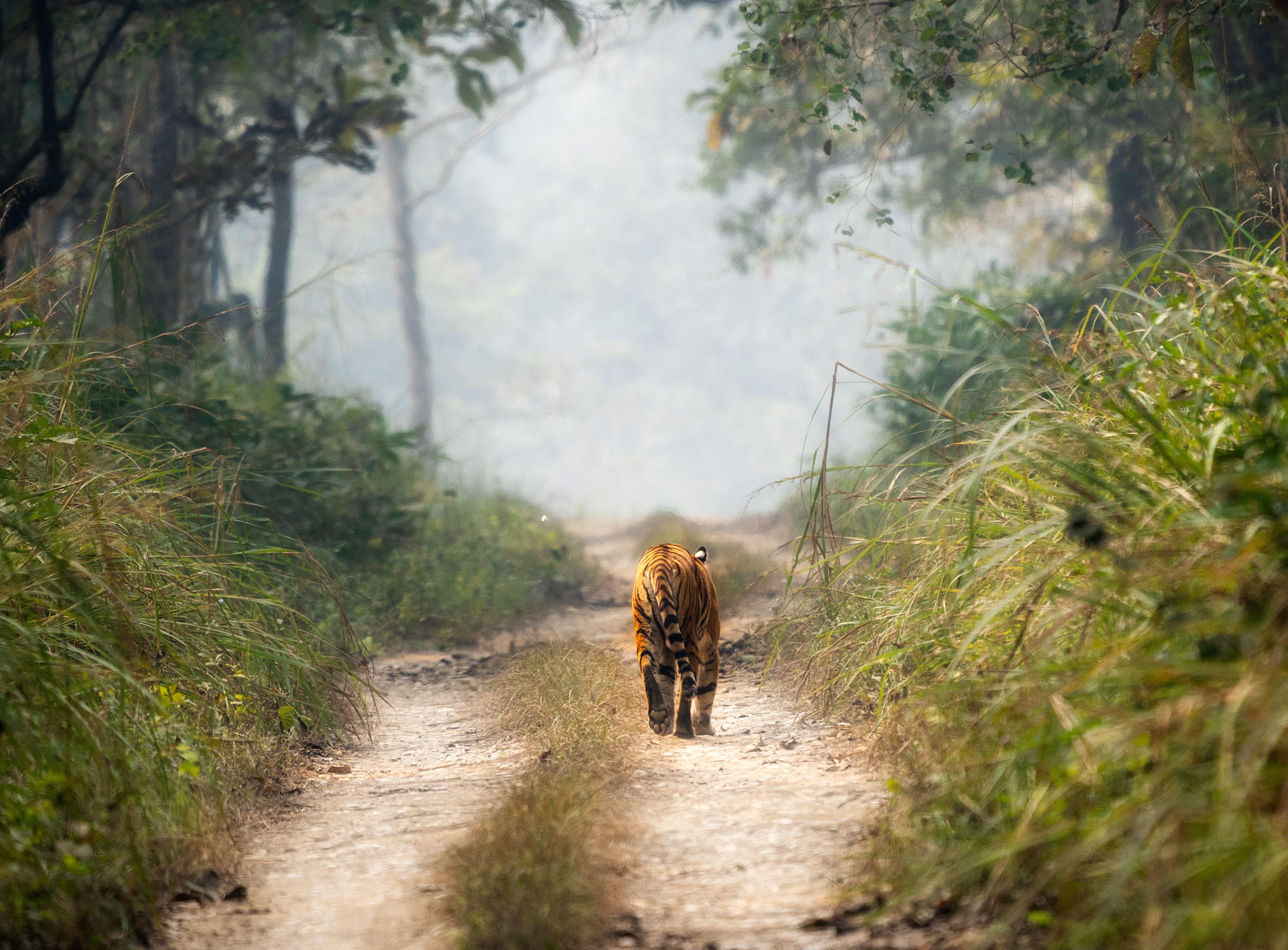 A Bengal tiger walking on a dirt road in the Chitwan National Park in Nepal (Alamy/PA)