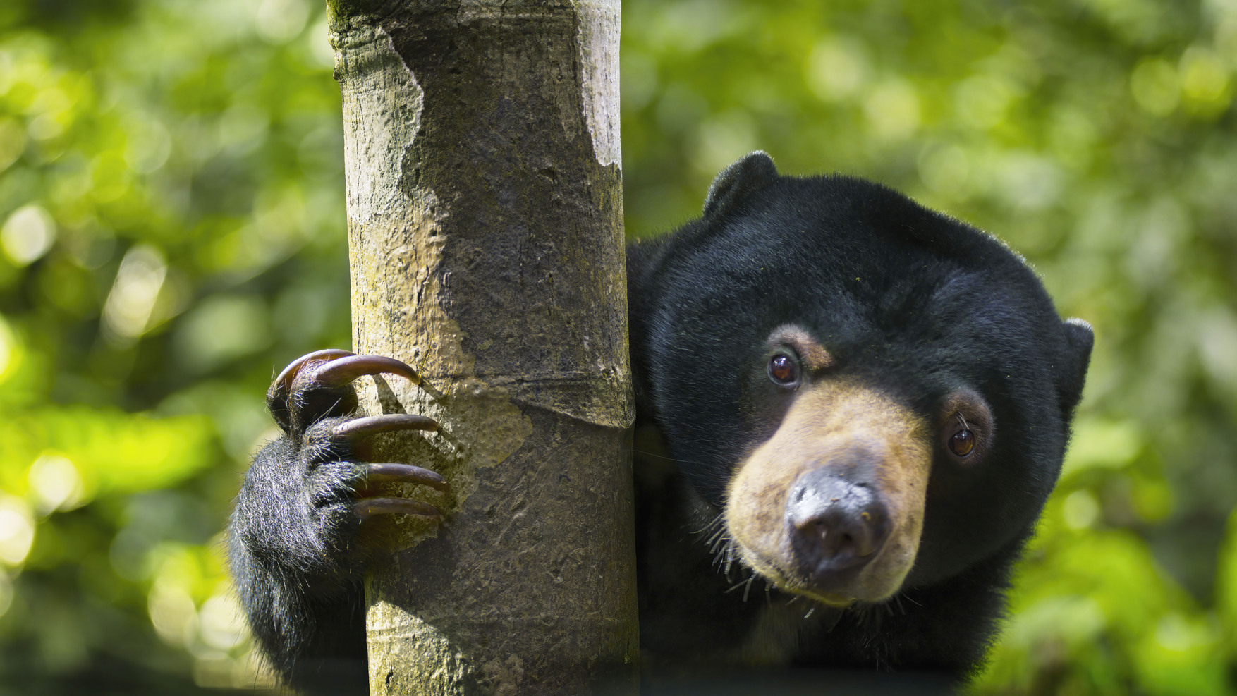 A Bornean sun bear (BBC Studios/PA)