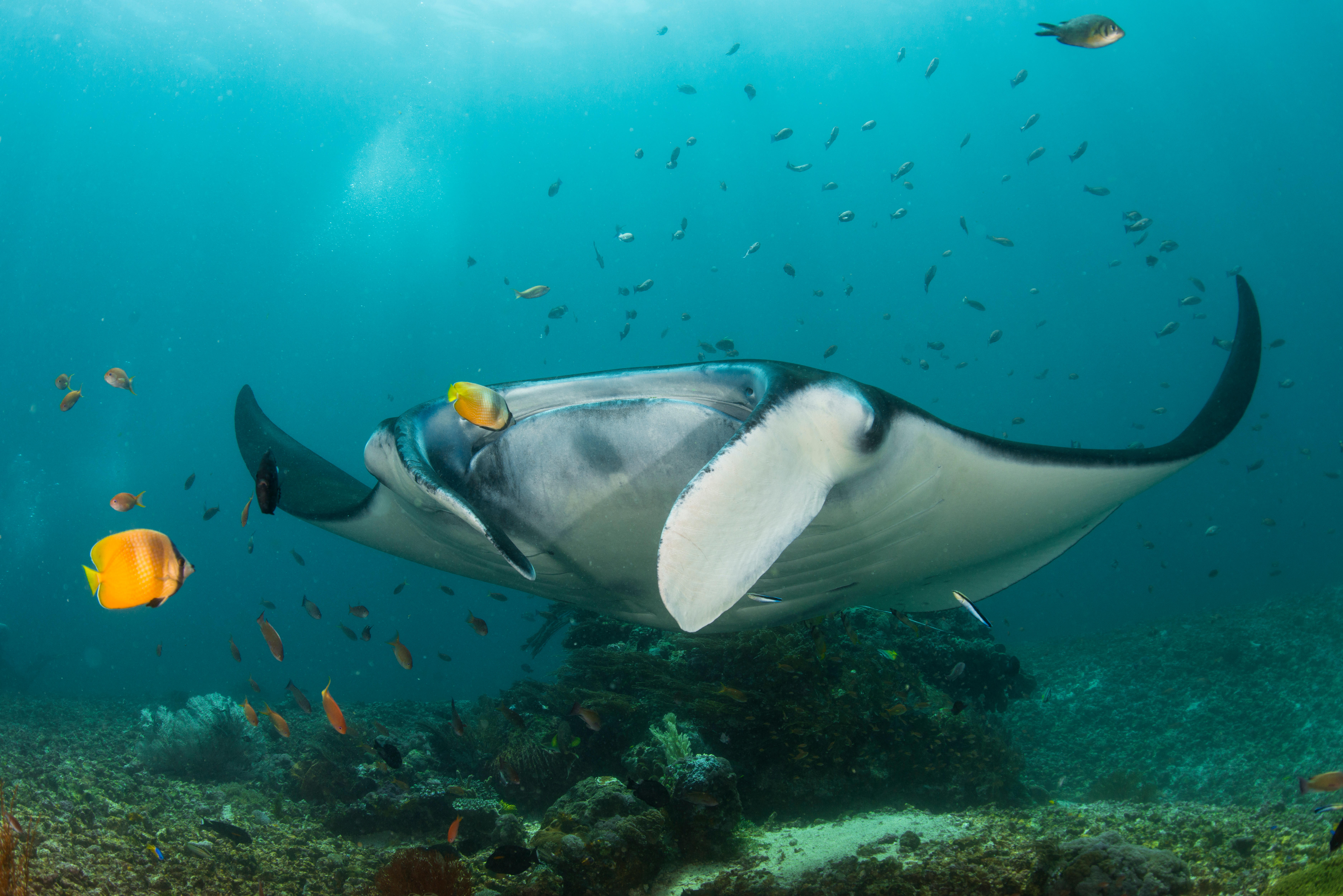 A reef Manta ray at a 'cleaning station' in Komodo National Park, Indonesia (Alamy/PA)