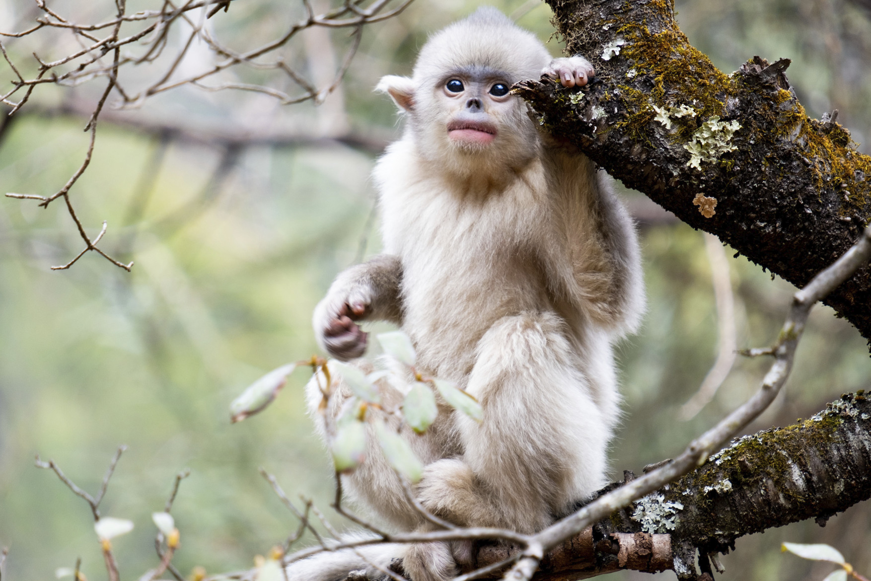 A young Yunnan snub-nosed monkey (BBC Studios/Joshua Cheng/PA)